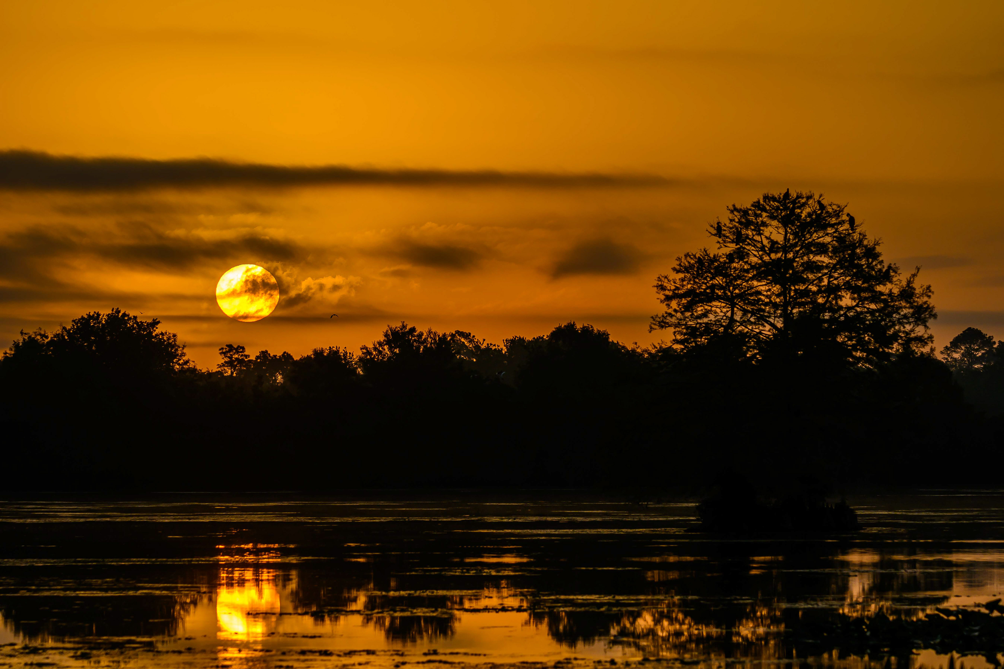 Wetlands Sunrise. Florida