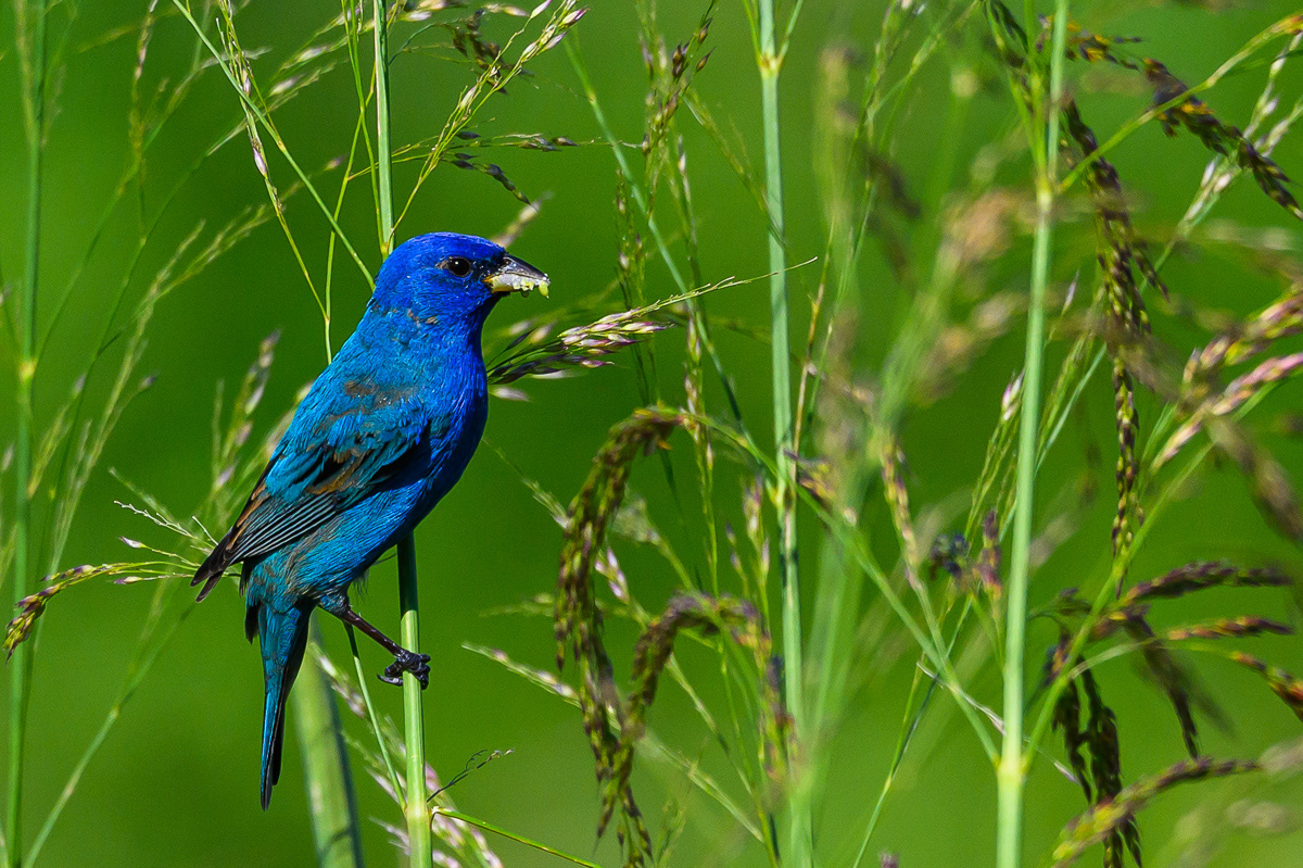 Feasting Indigo Bunting. Florida