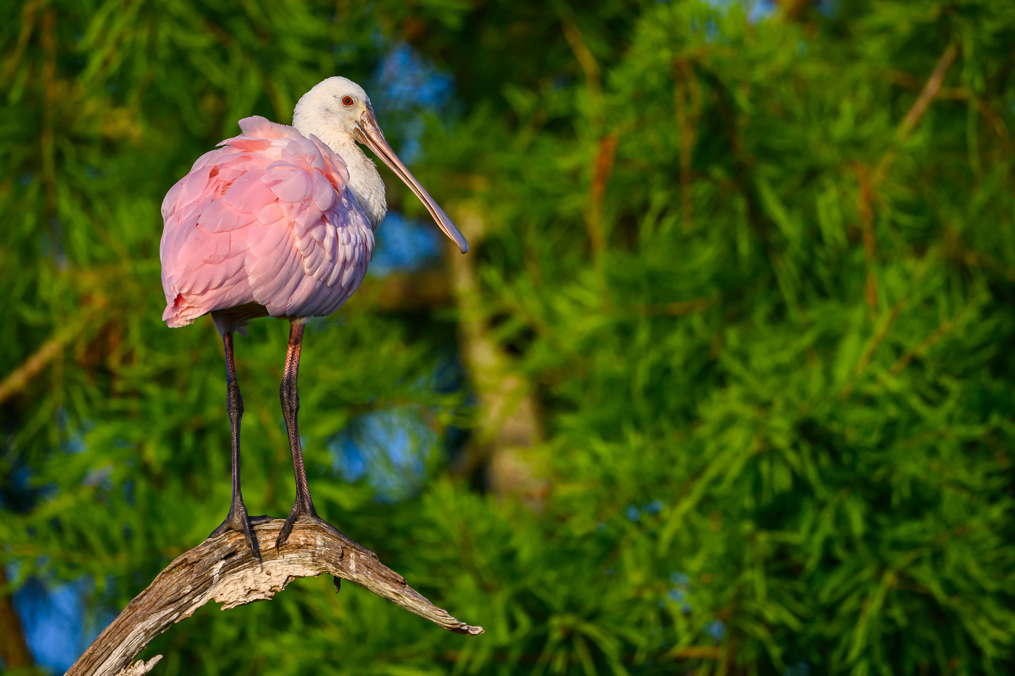 Posing. Florida