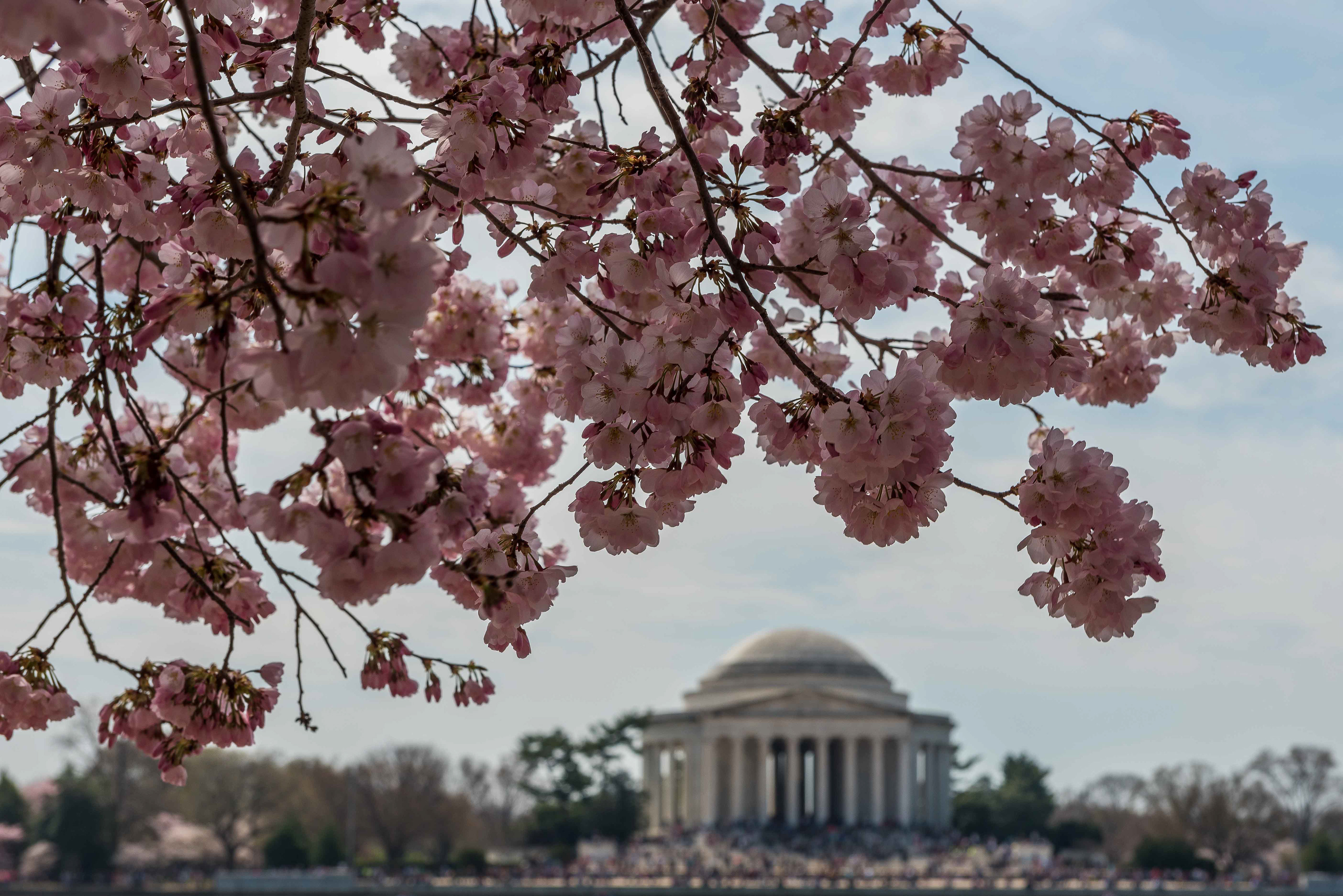 Cherry Blossoms and Jefferson. Washington, DC