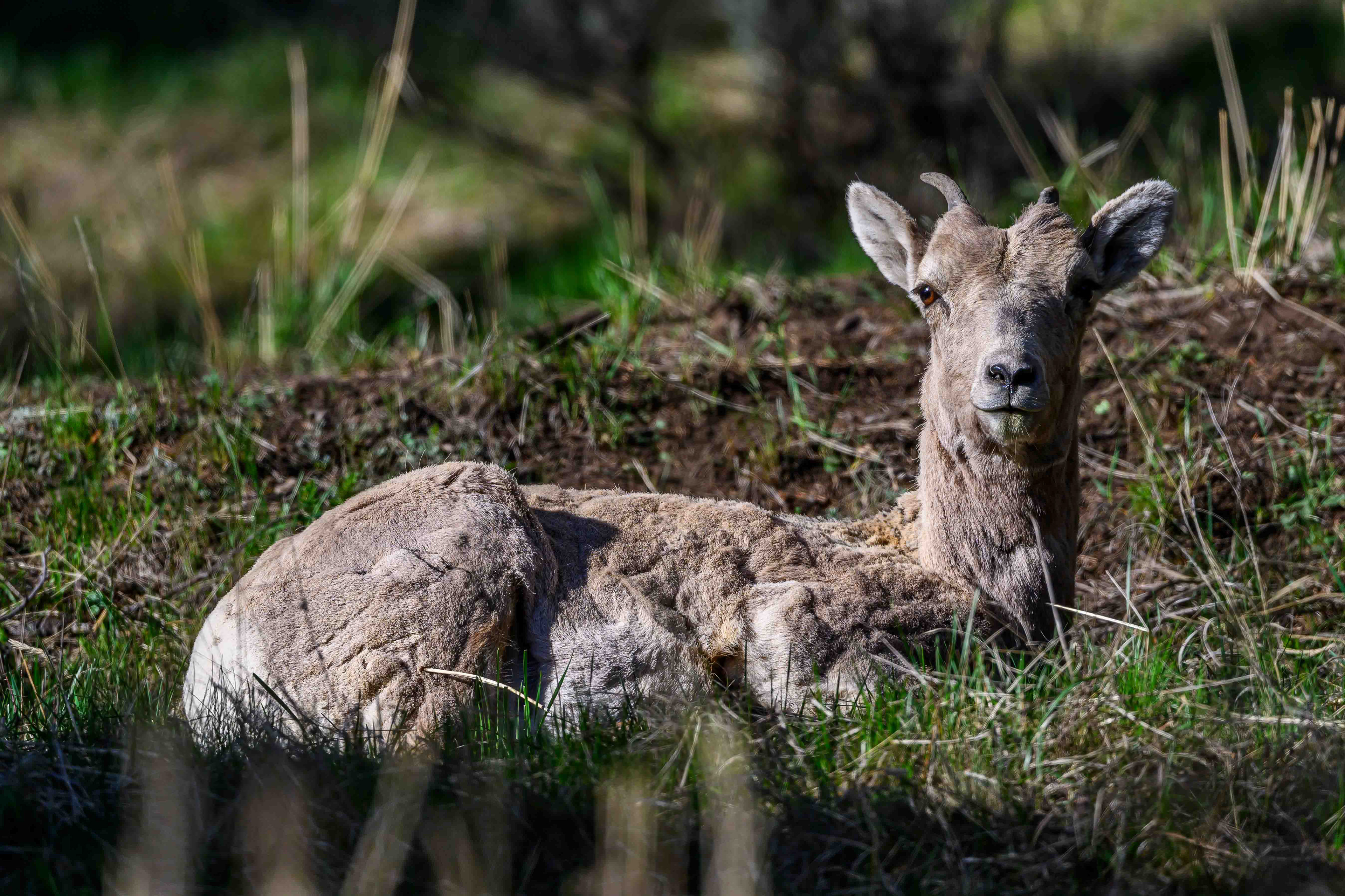 Big Horn Sheep. Yellowstone National Park