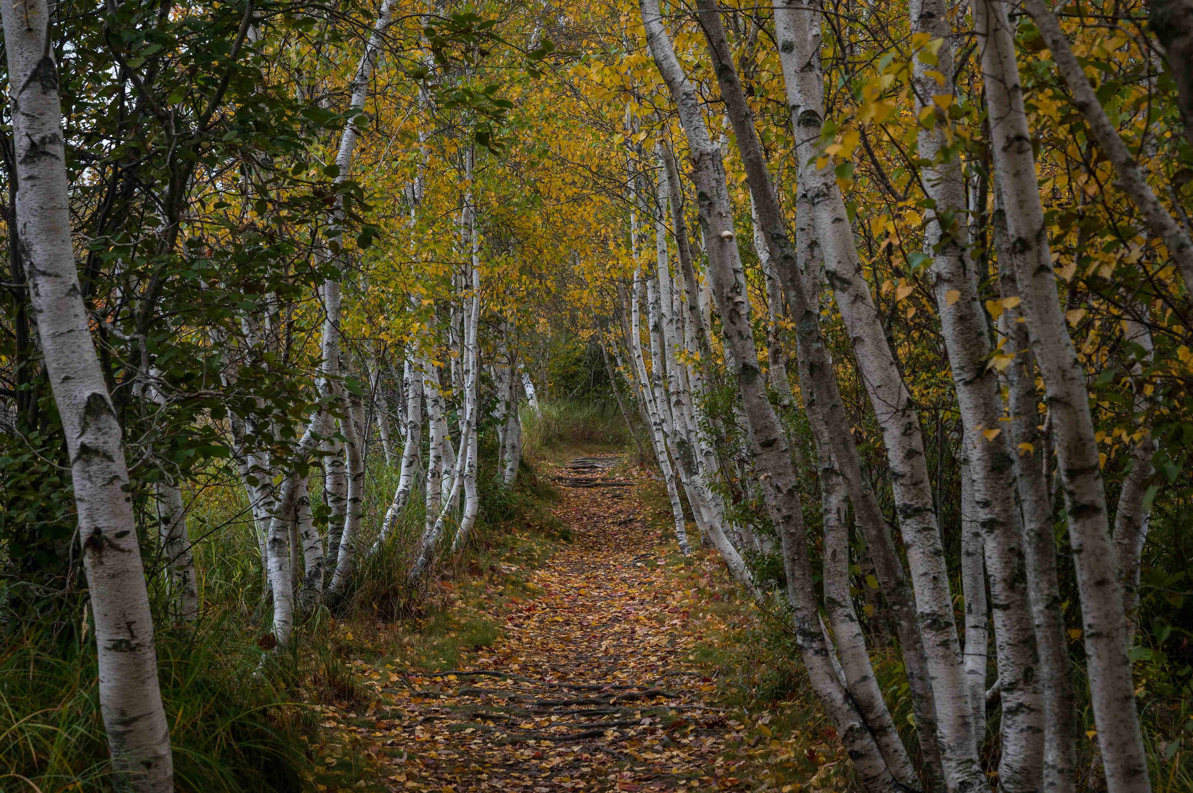 Jessup Path. Acadia National Park
