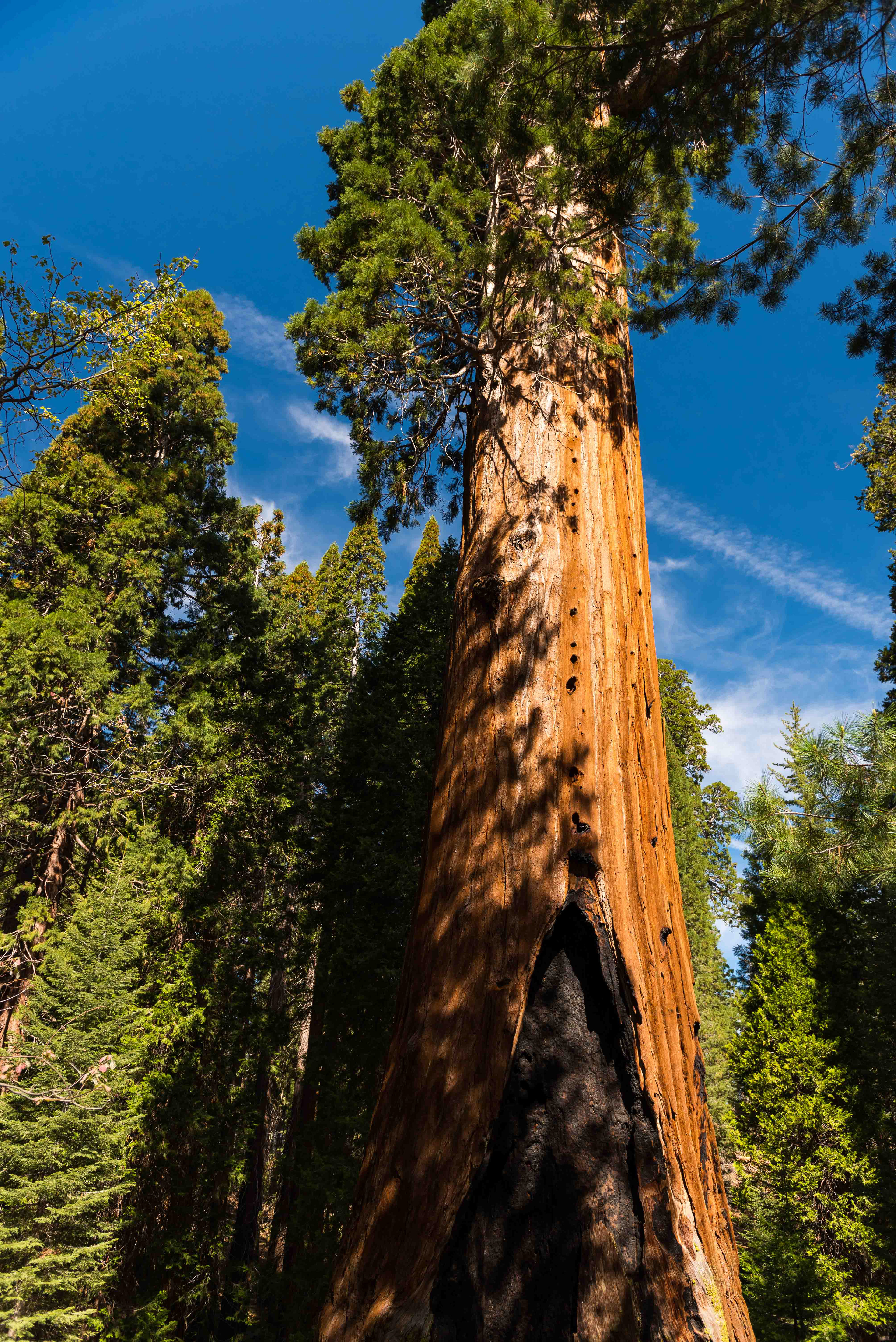 General Grant Tree. King's Canyon National Park