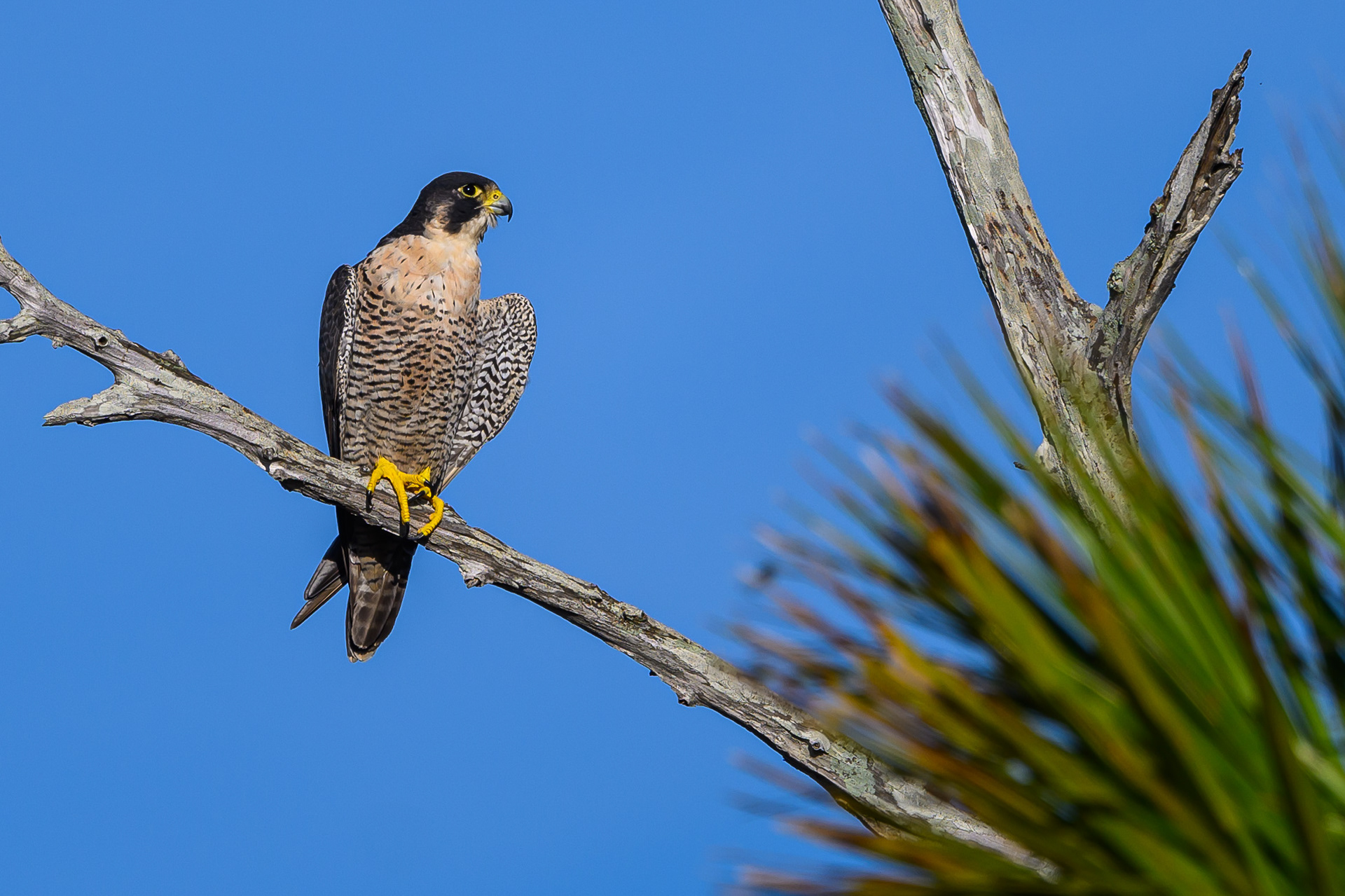 Perched Peregrine Falcon. Florida