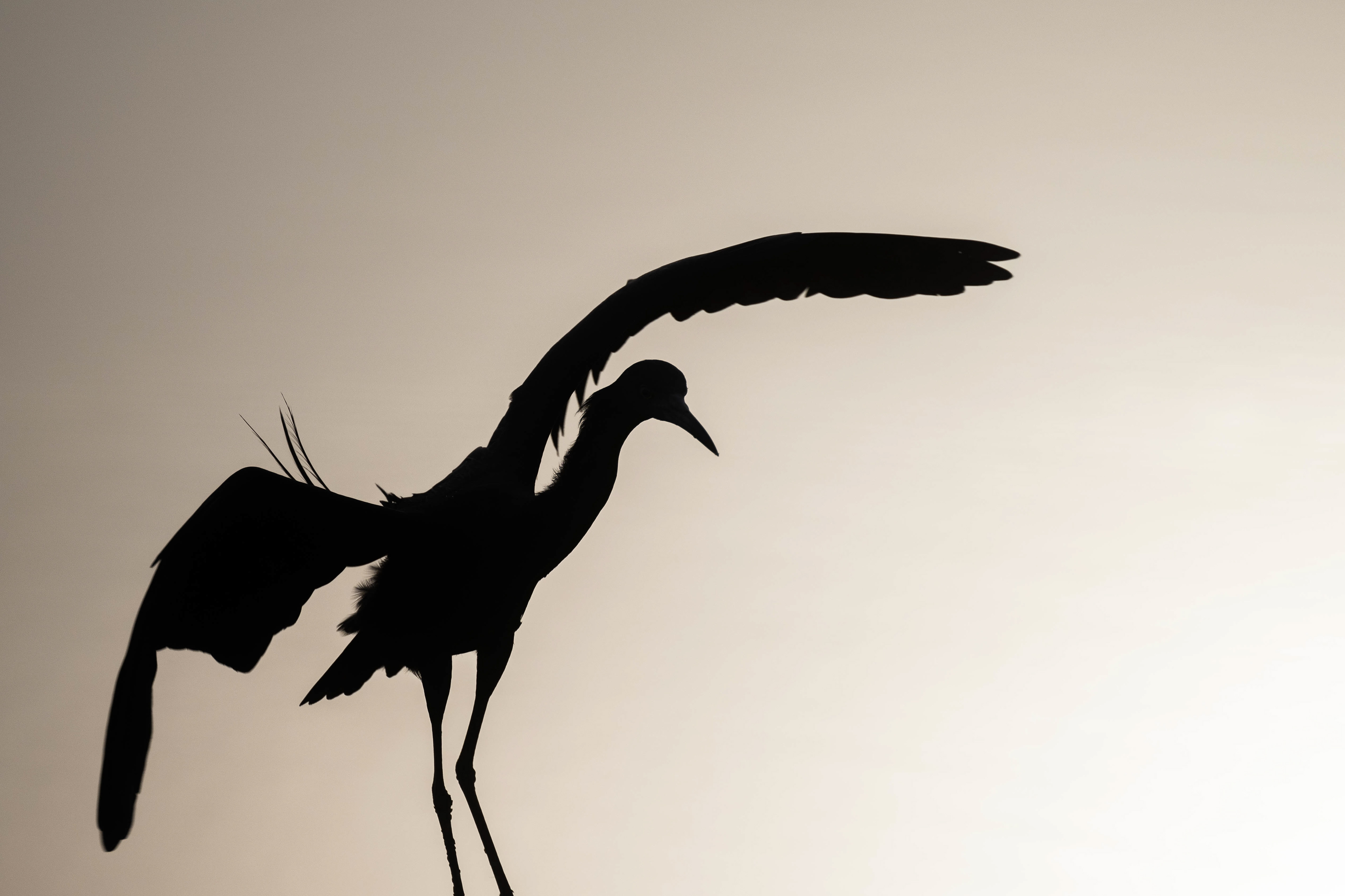 Little Blue Silhouette. Florida