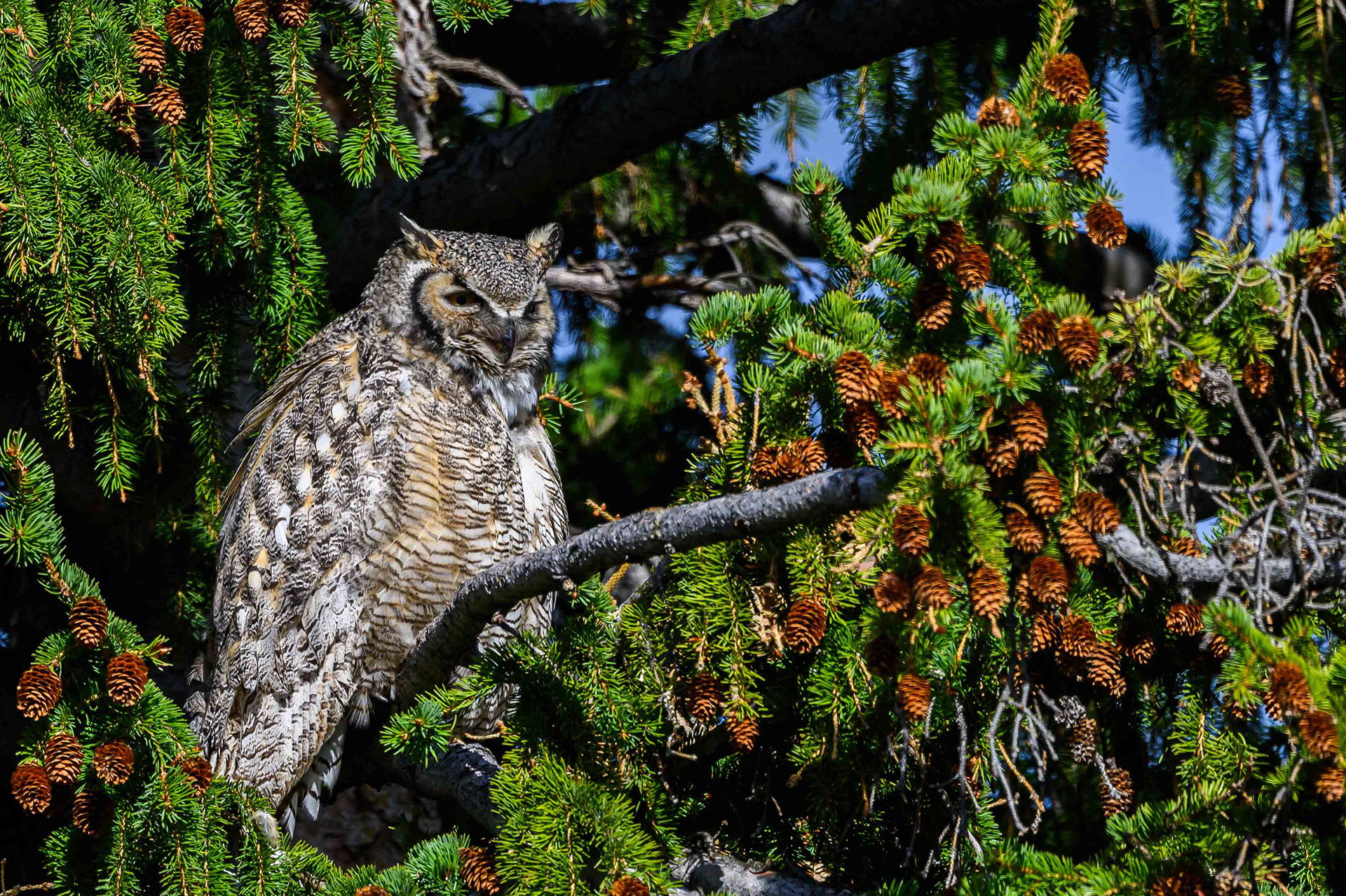 Great Horned Owl. Yellowstone National Park