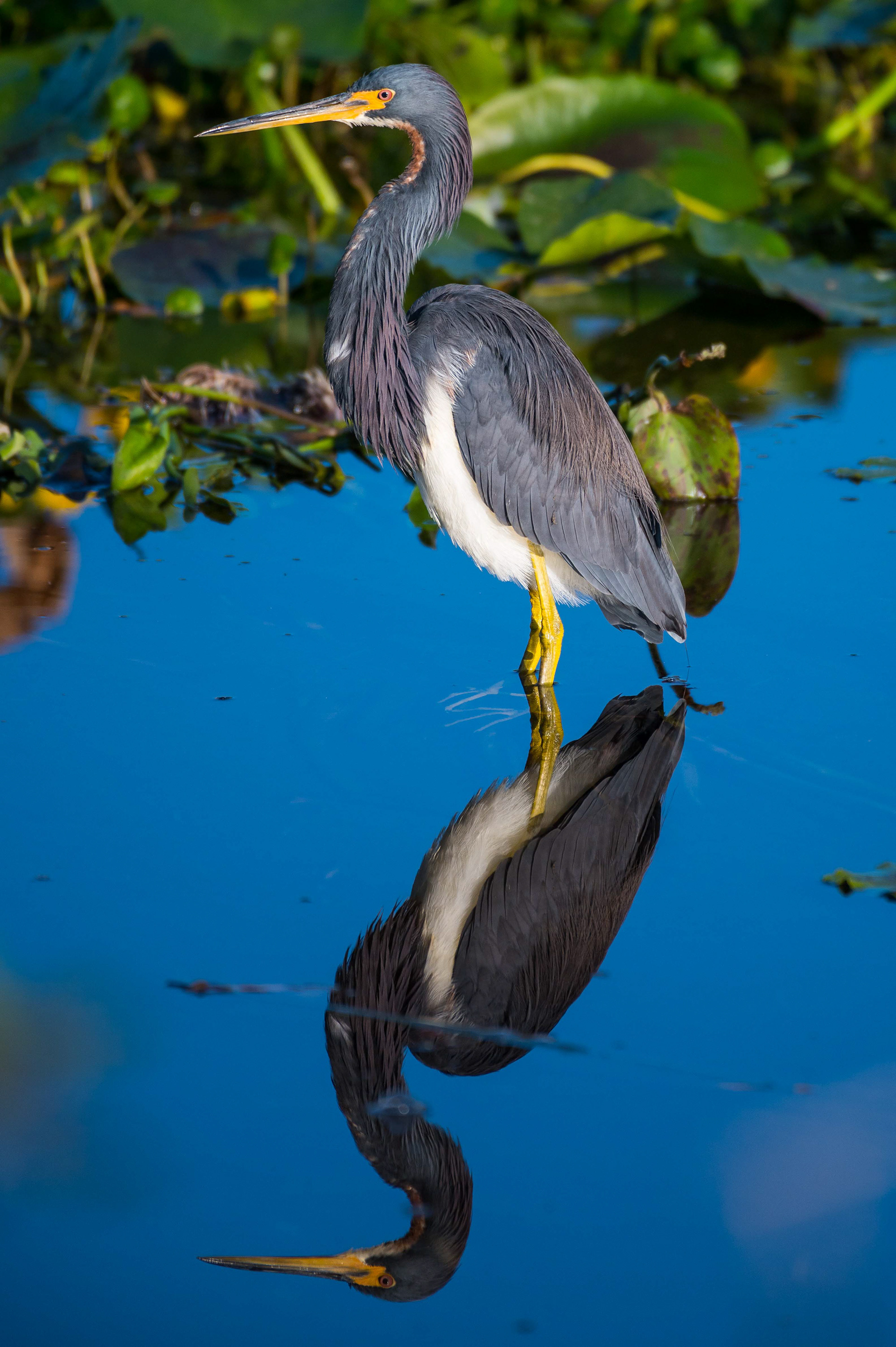 Tri-Colored Heron Reflection. Florida