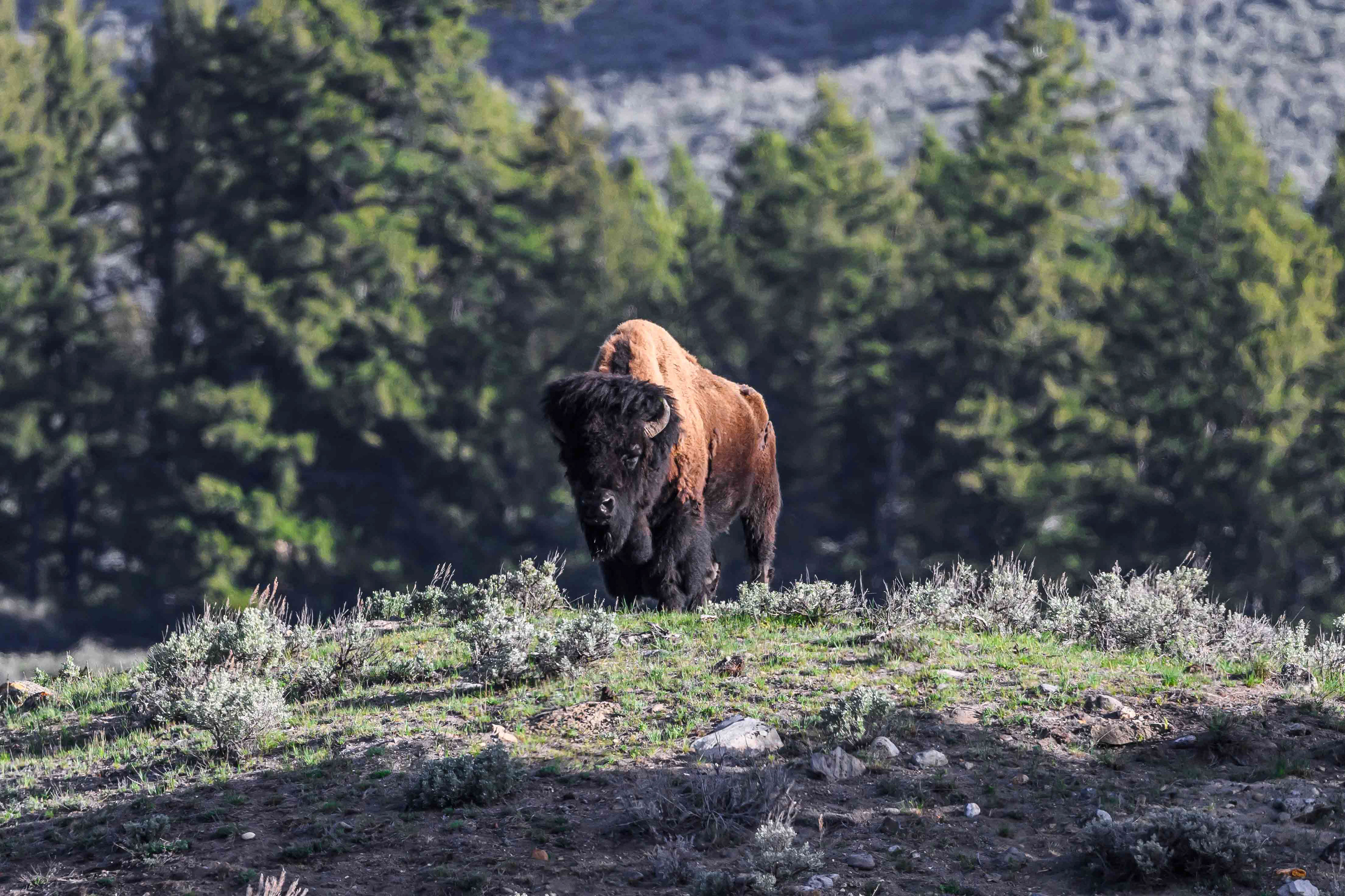 King of the Hill. Bison in Yellowstone National Park