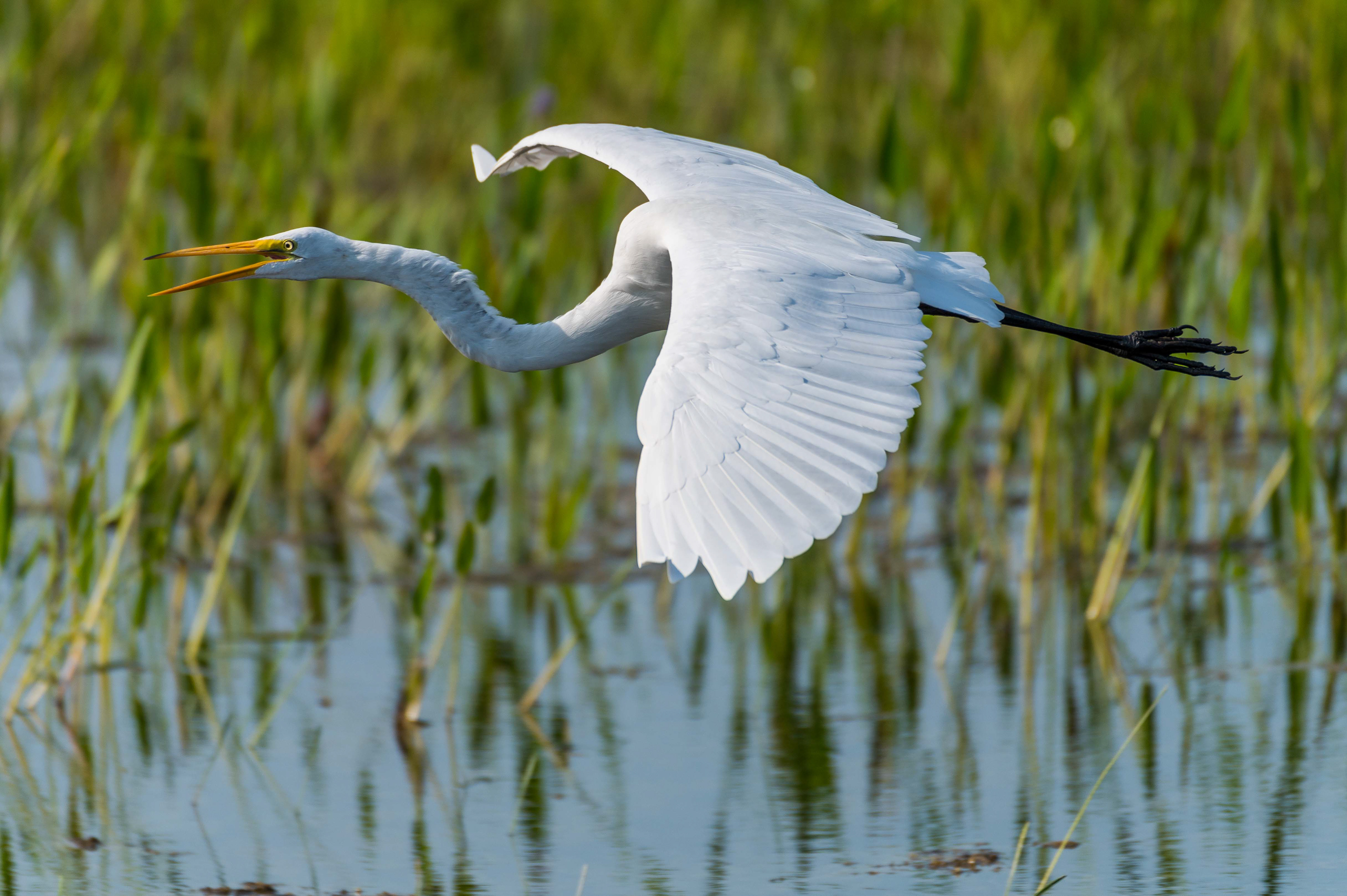 Great Egret Fly By. Florida