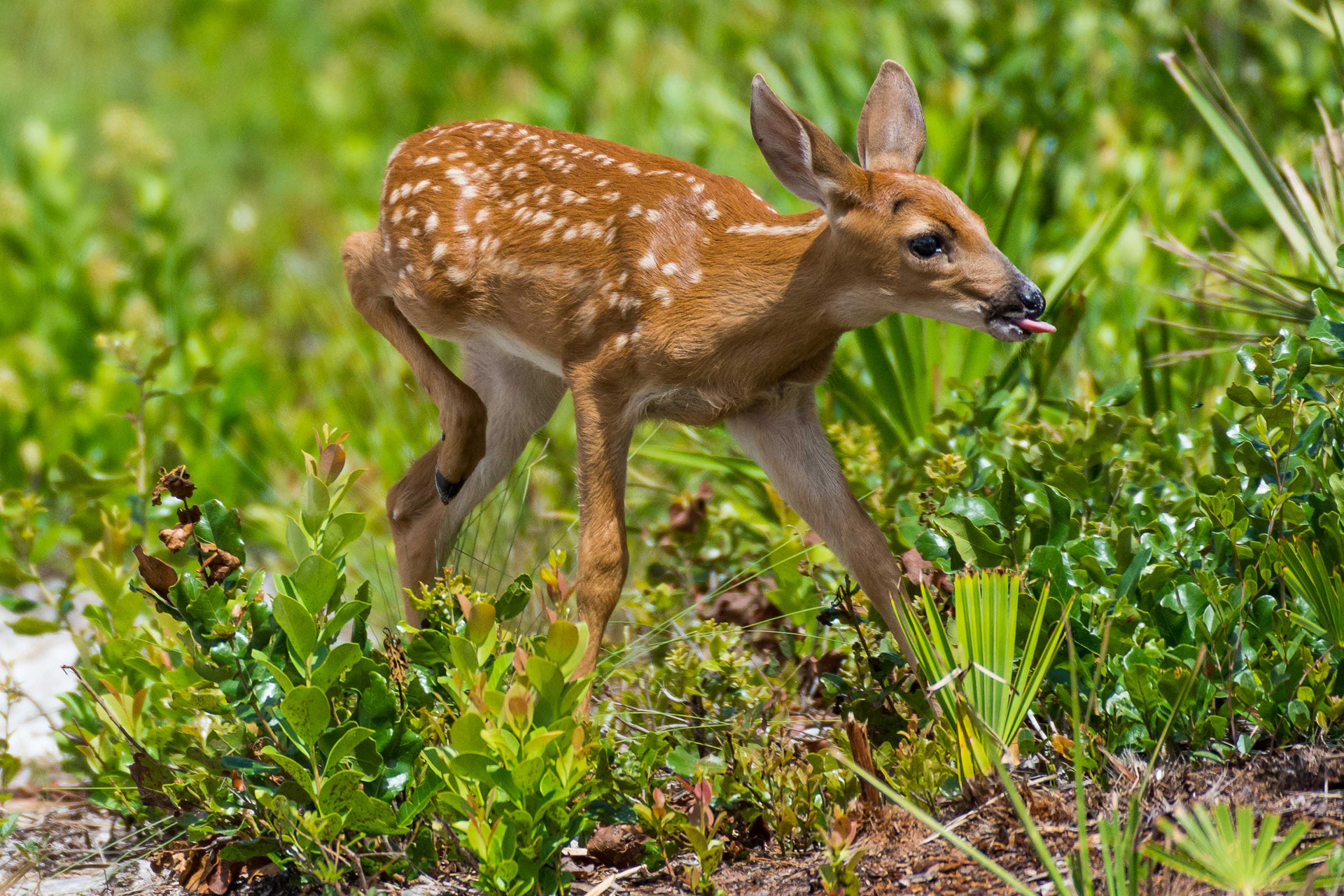 Curious Fawn. Florida