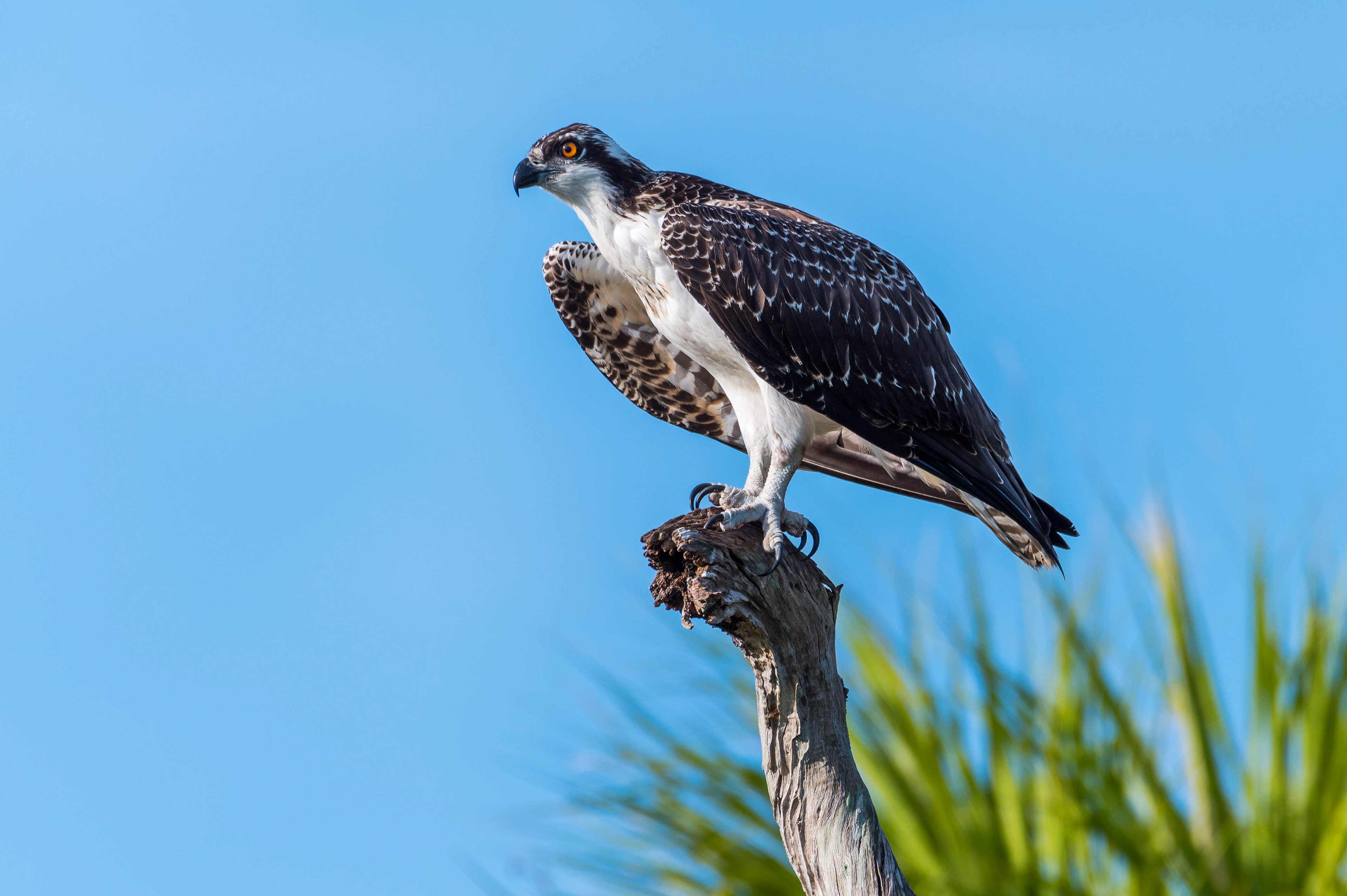 Juvenile Osprey. Florida