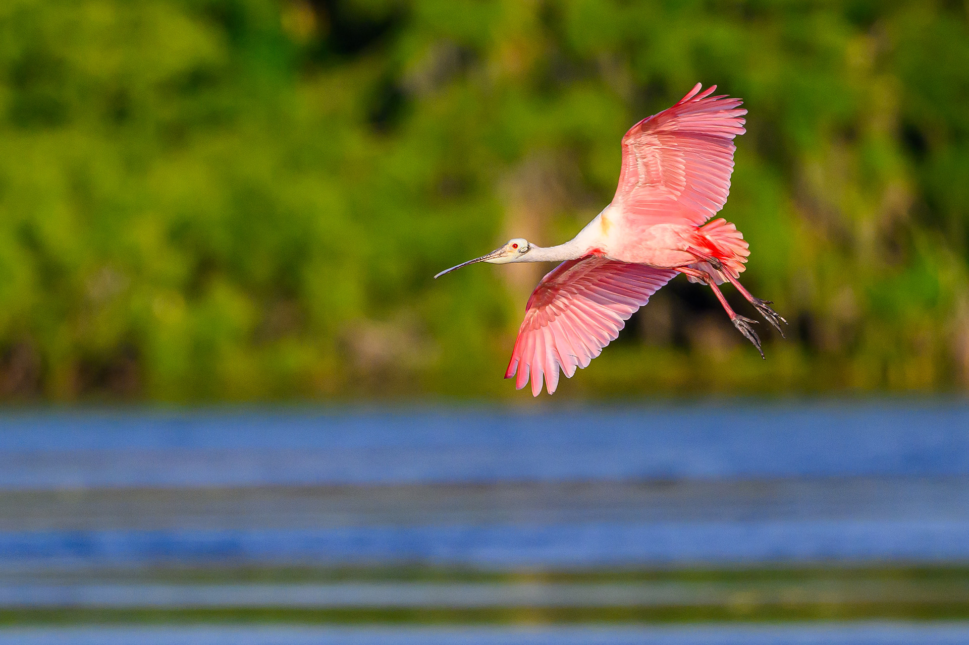 Spoonbill Fly By. Florida
