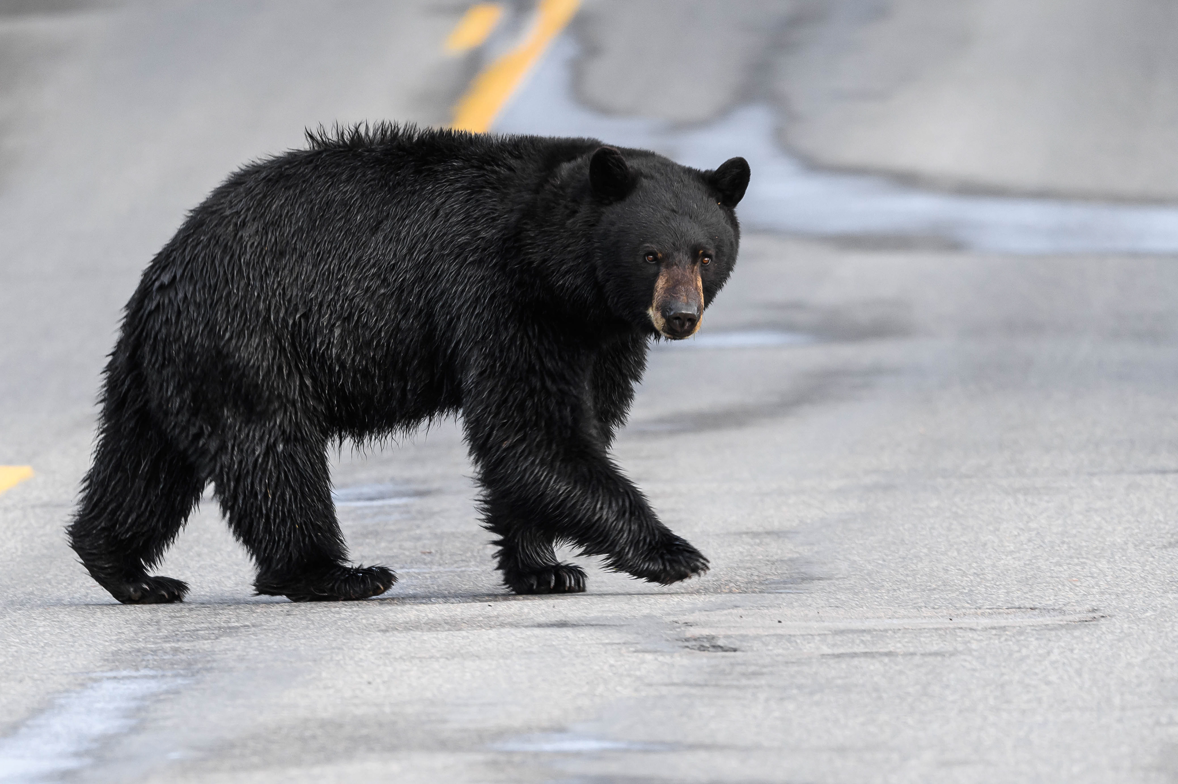 Why did the Bear Cross the Road? Yellowstone National Park