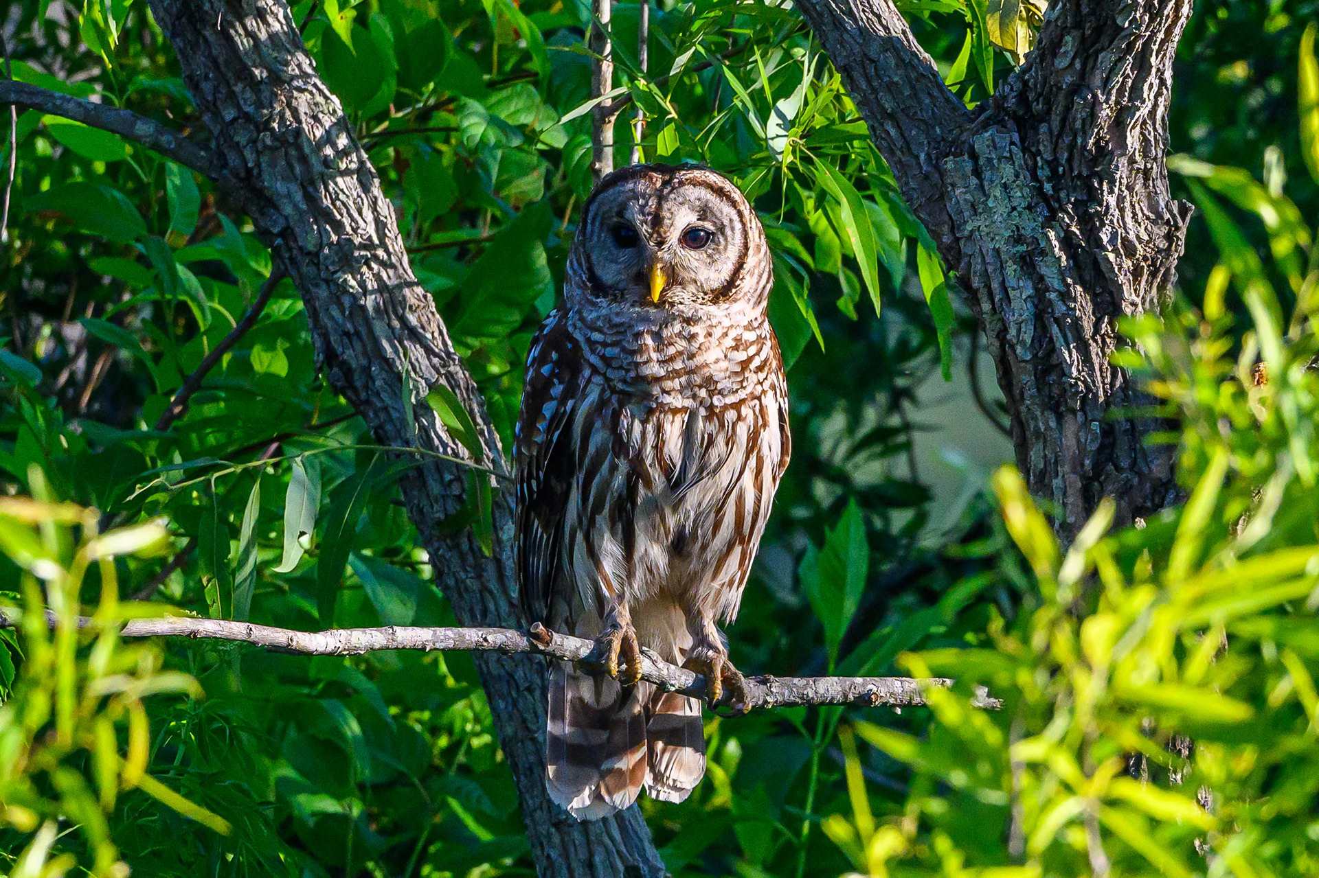 Barred Owl. Florida