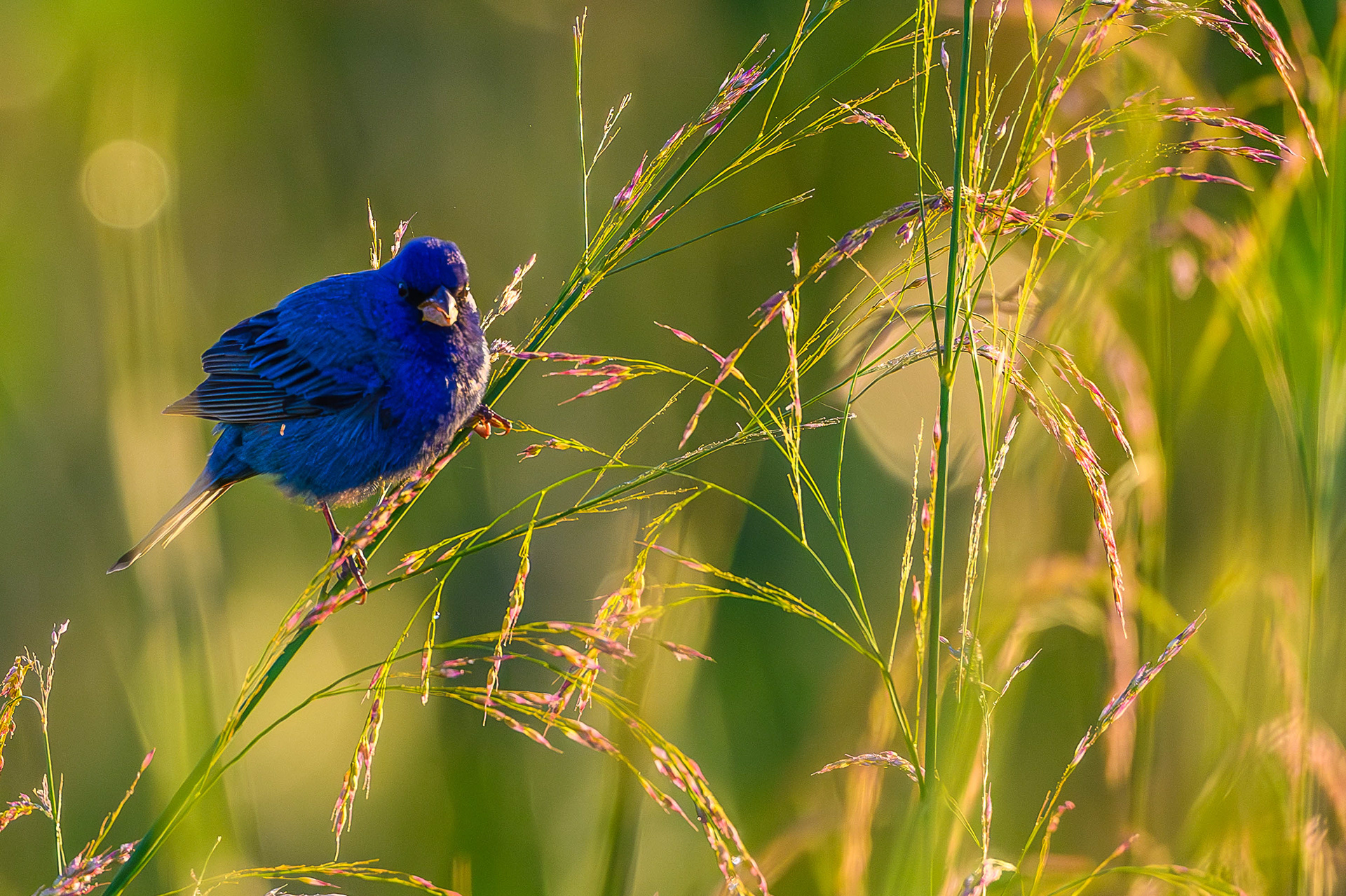 Indigo Bunting. Florida