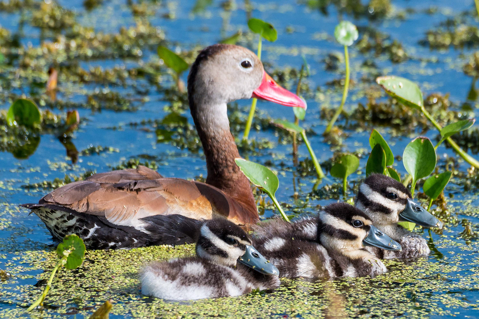 Black Bellied Whistling Duck Family. Florida
