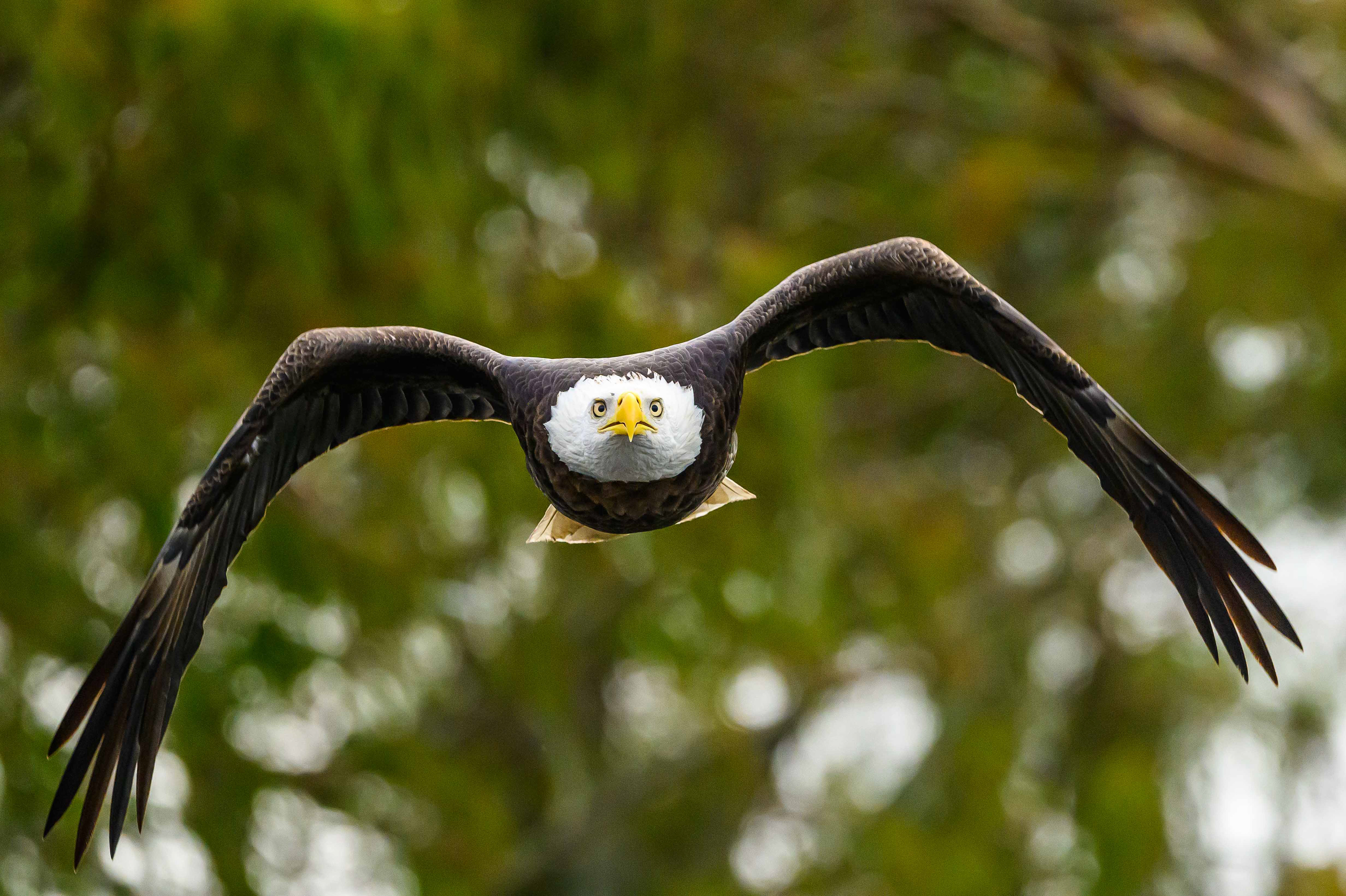 Eagle Buzzing the Tower. Florida