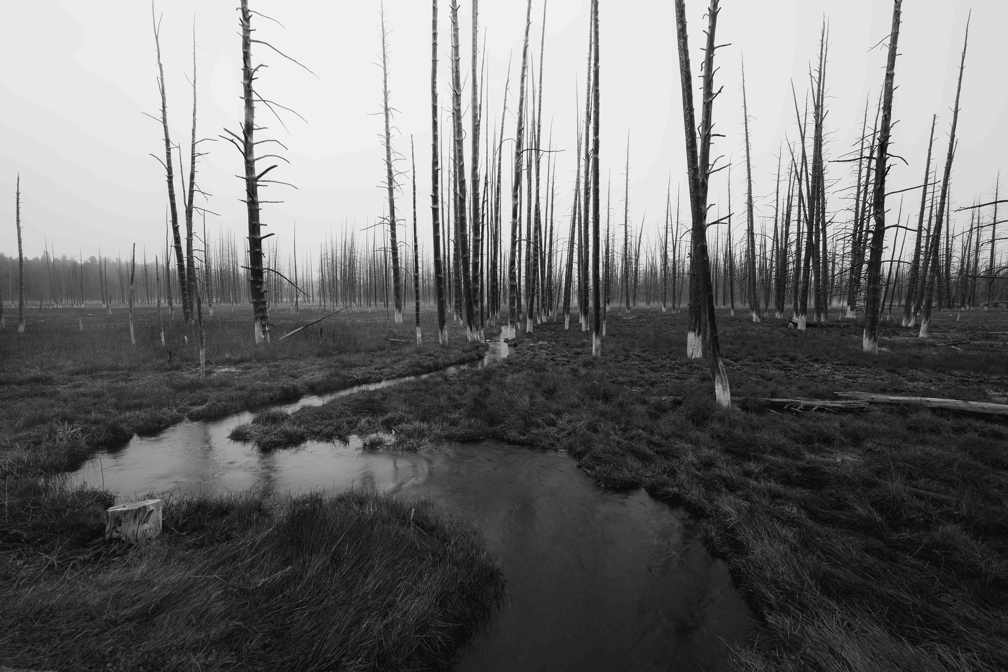 Bobby Sock Trees. Yellowstone National Park