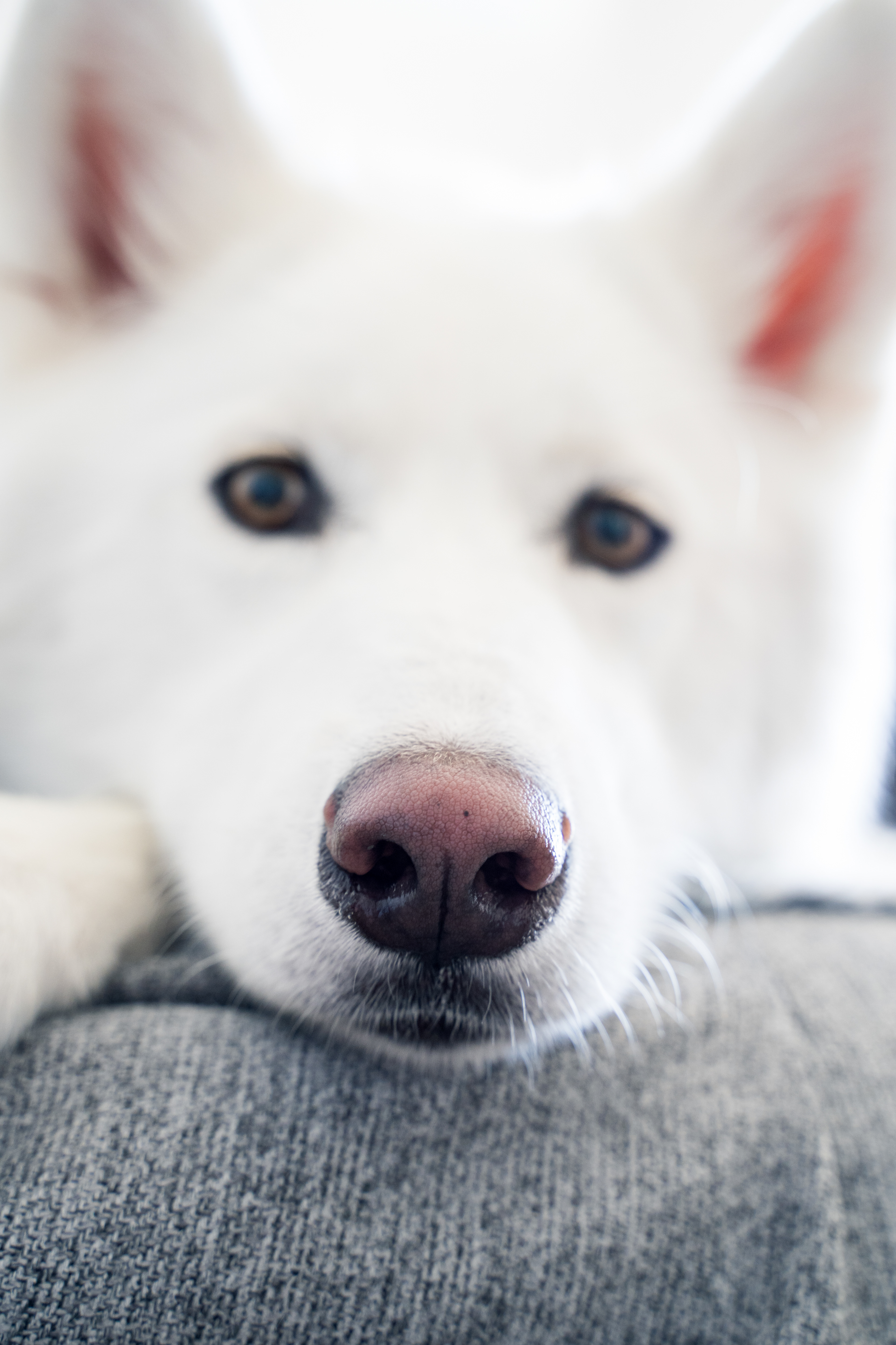 Close-up portrait of a white dog