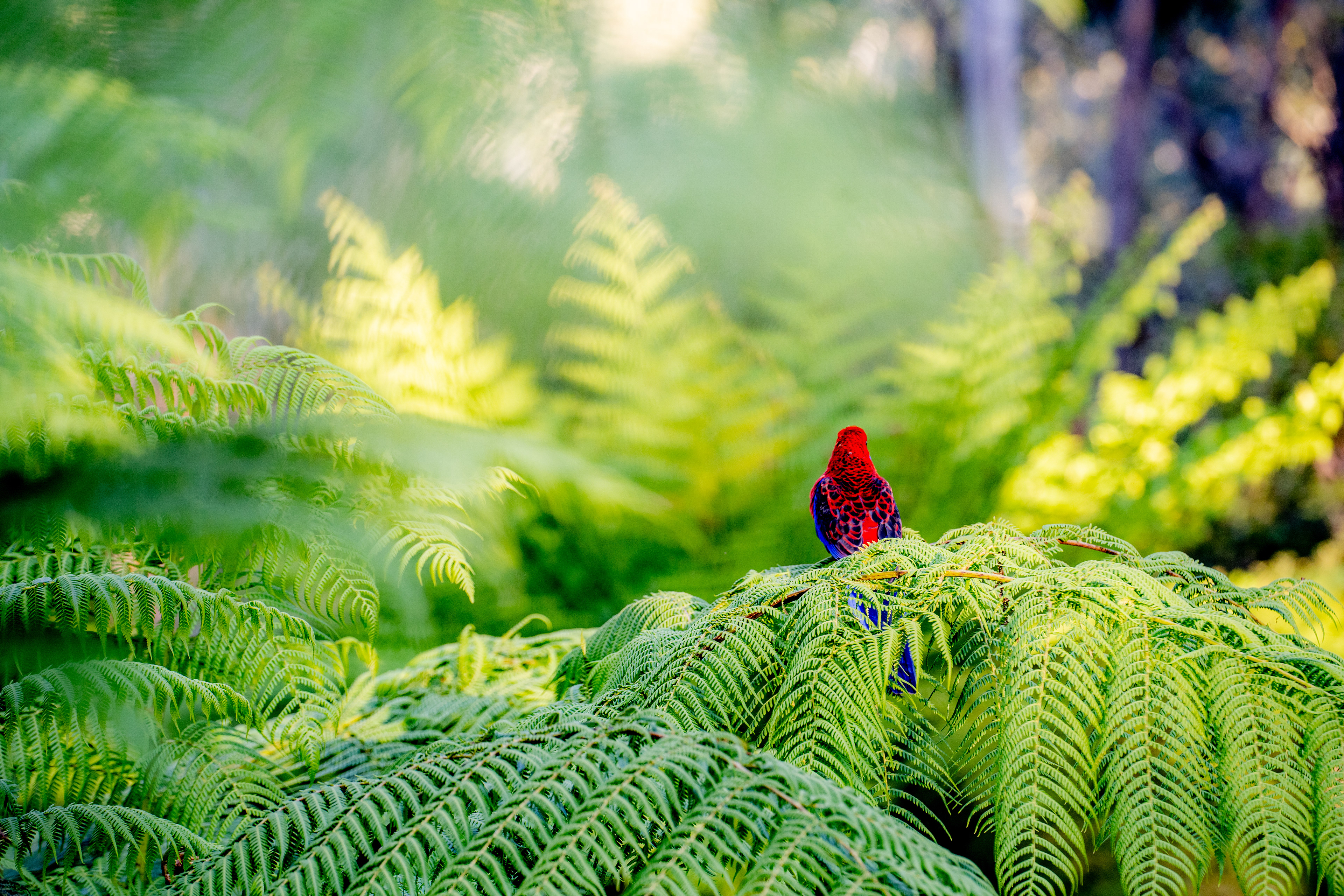 Red parrot perched among green ferns
