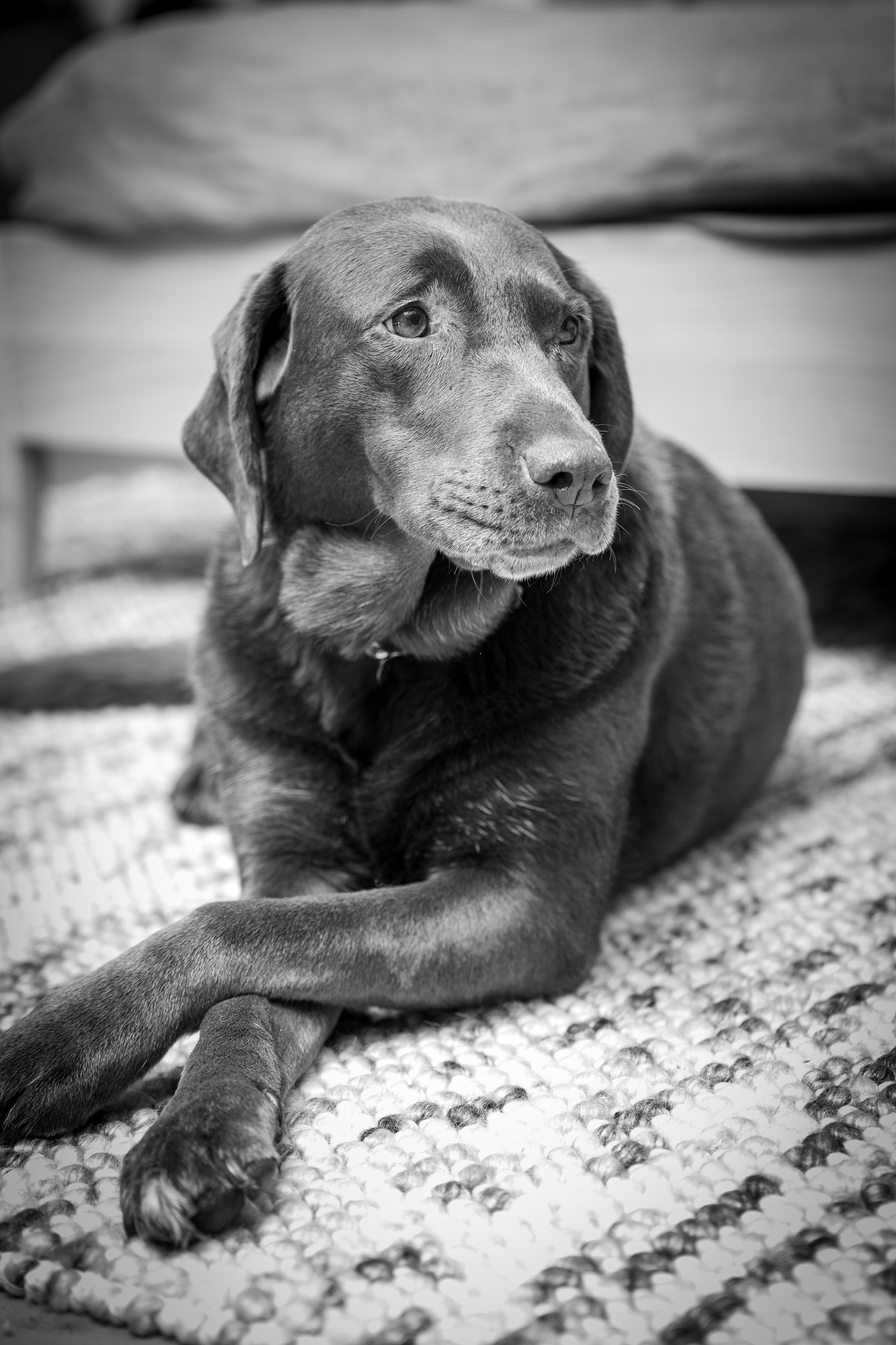 Black-and-white portrait of a dog indoors