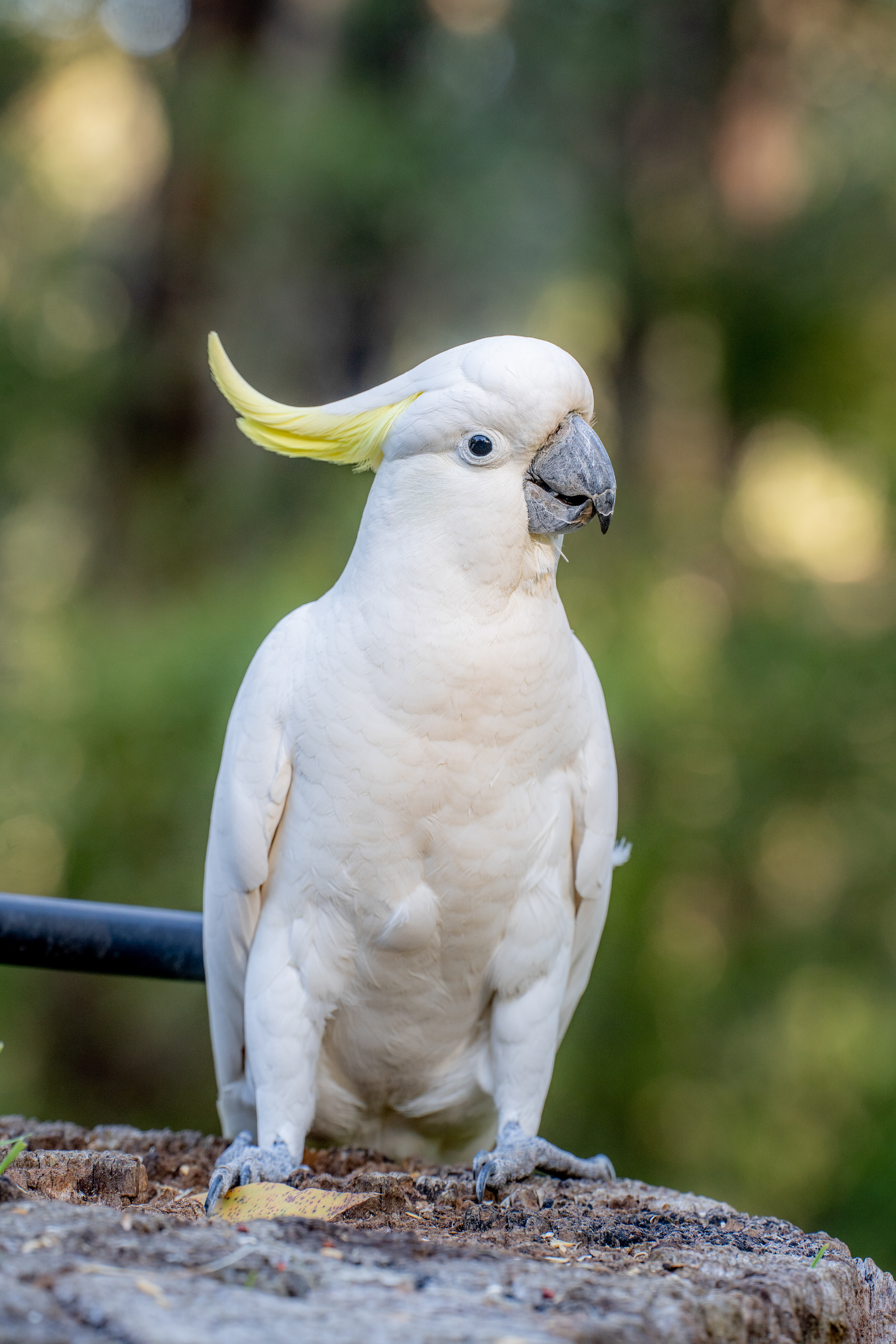 White cockatoo with its yellow crest raised