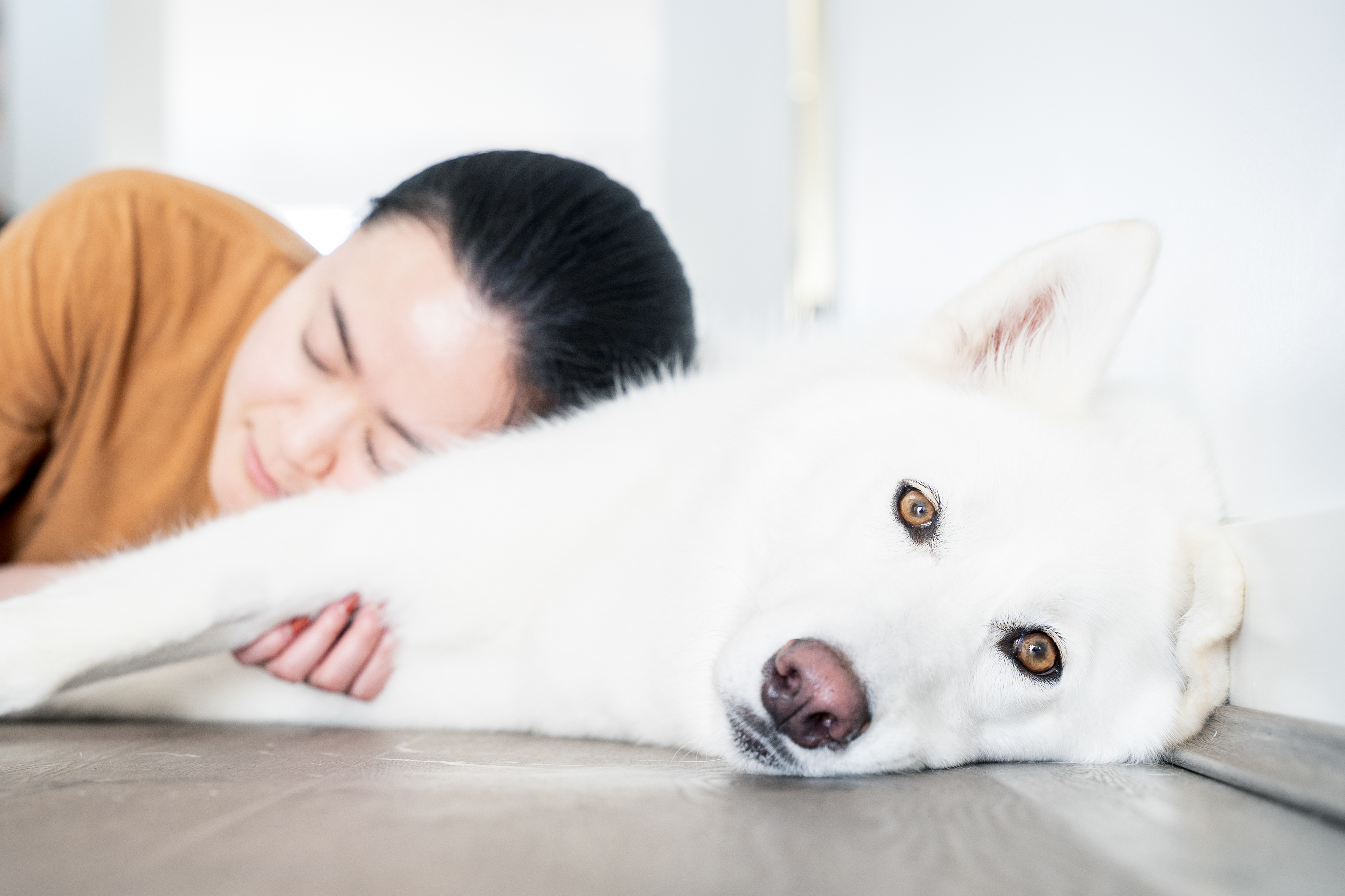 Person resting beside a white dog