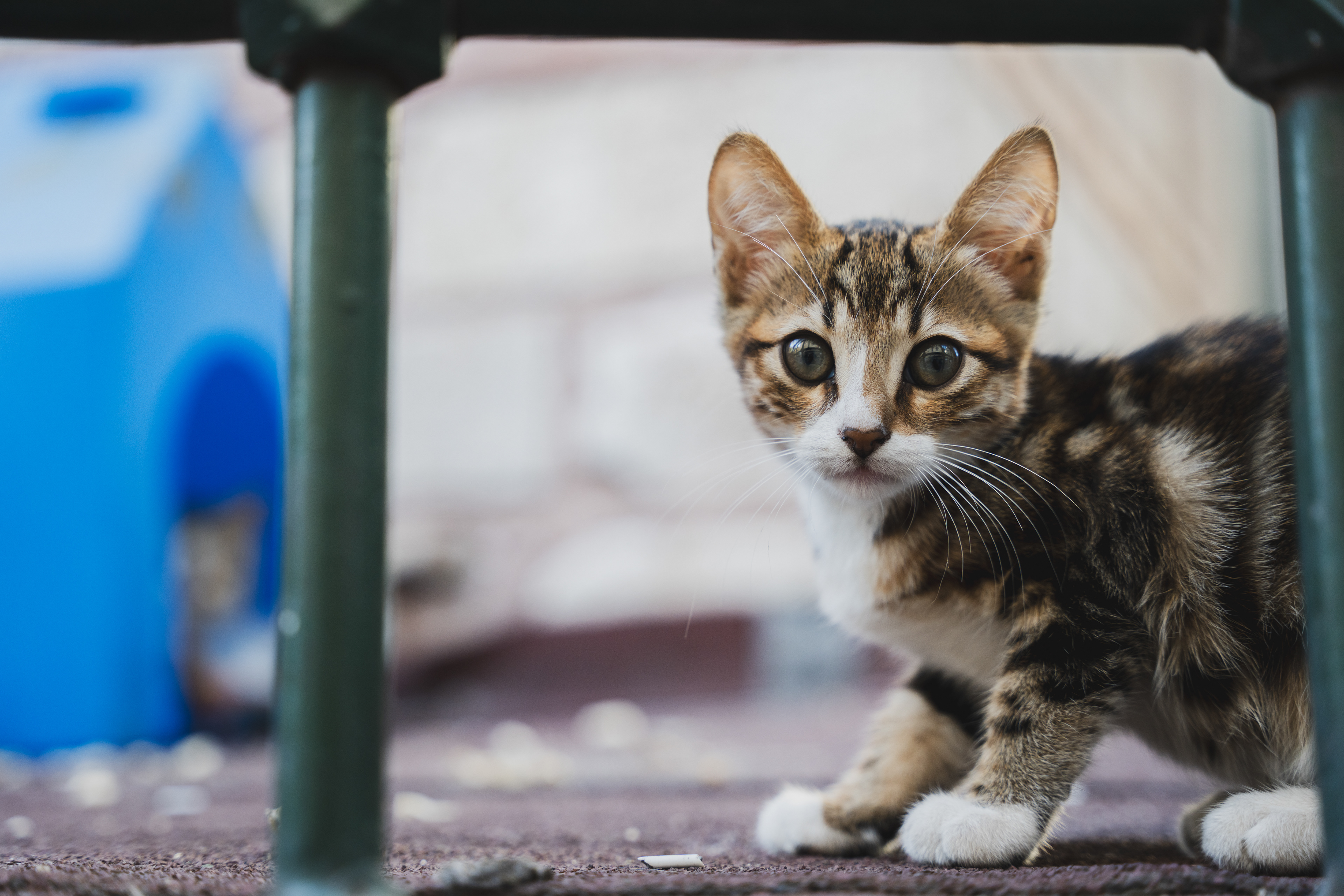 Tabby kitten sitting beside a window
