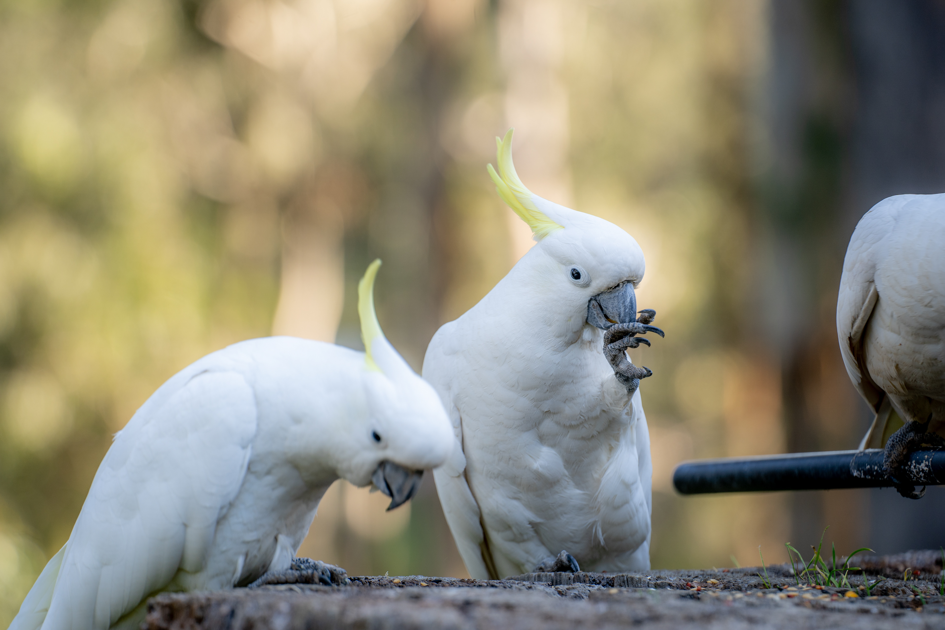 White cockatoos gathered together outdoors
