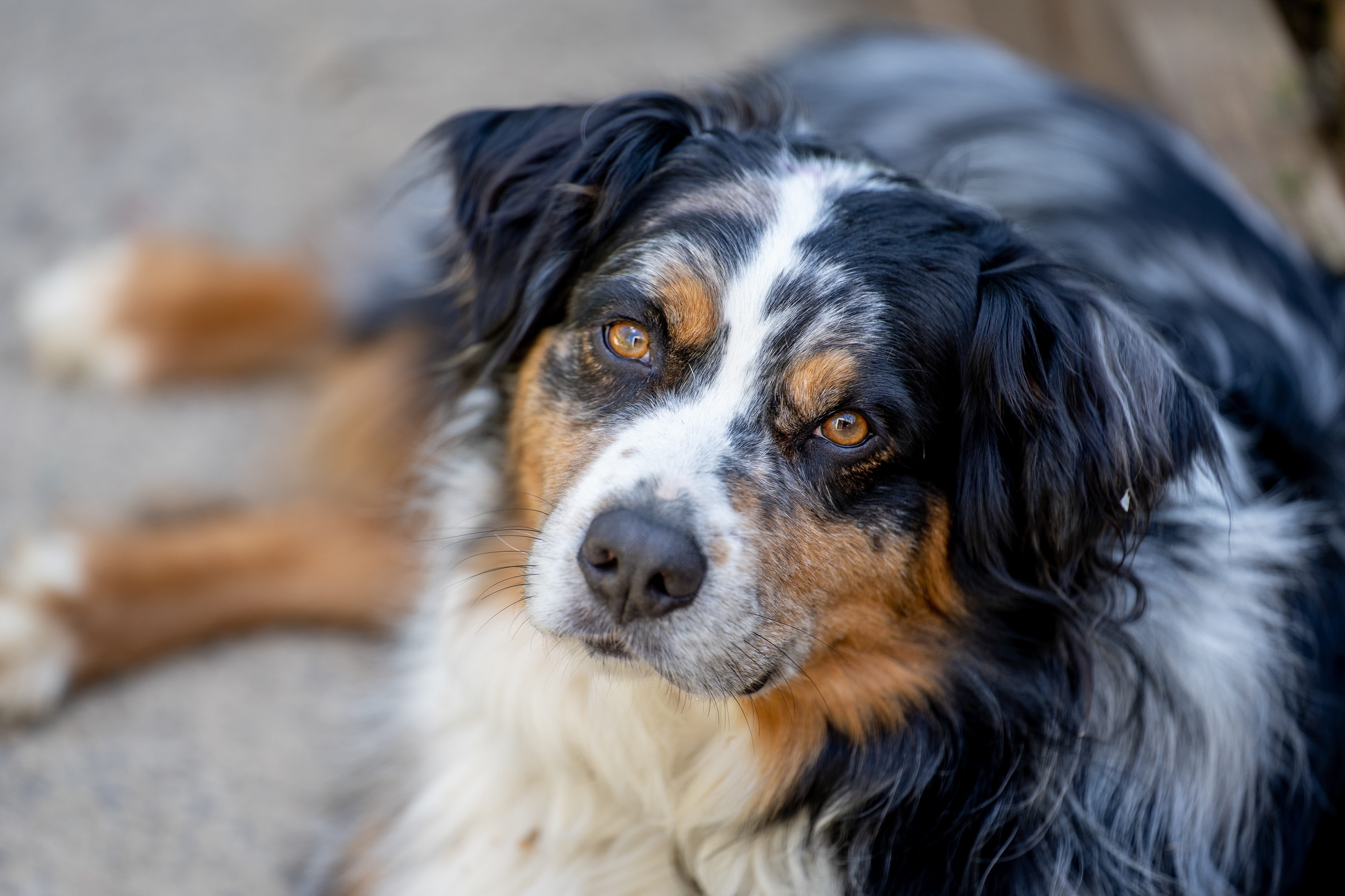 Close-up portrait of a black, white and tan dog