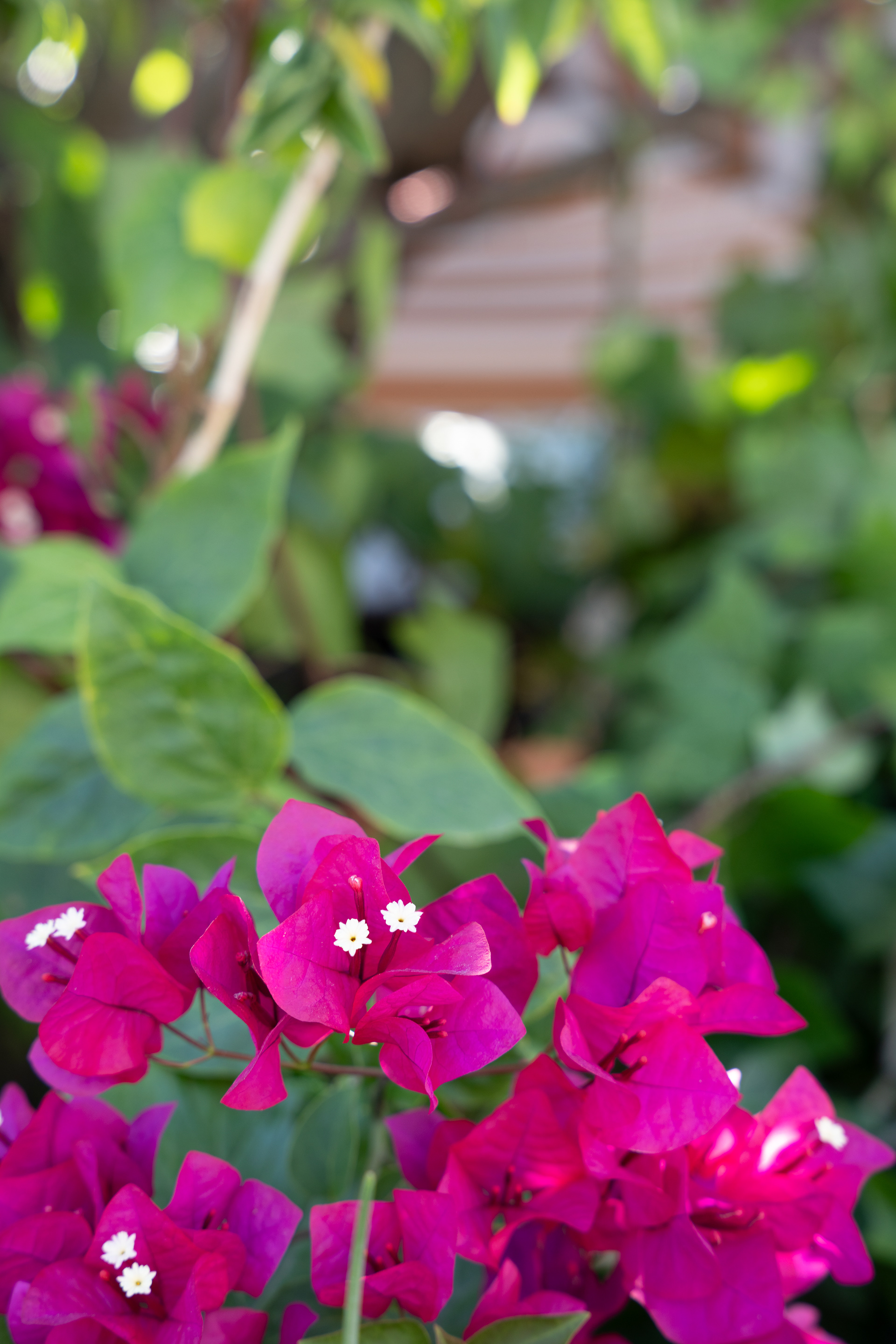 Bright pink flowers beside a garden wall