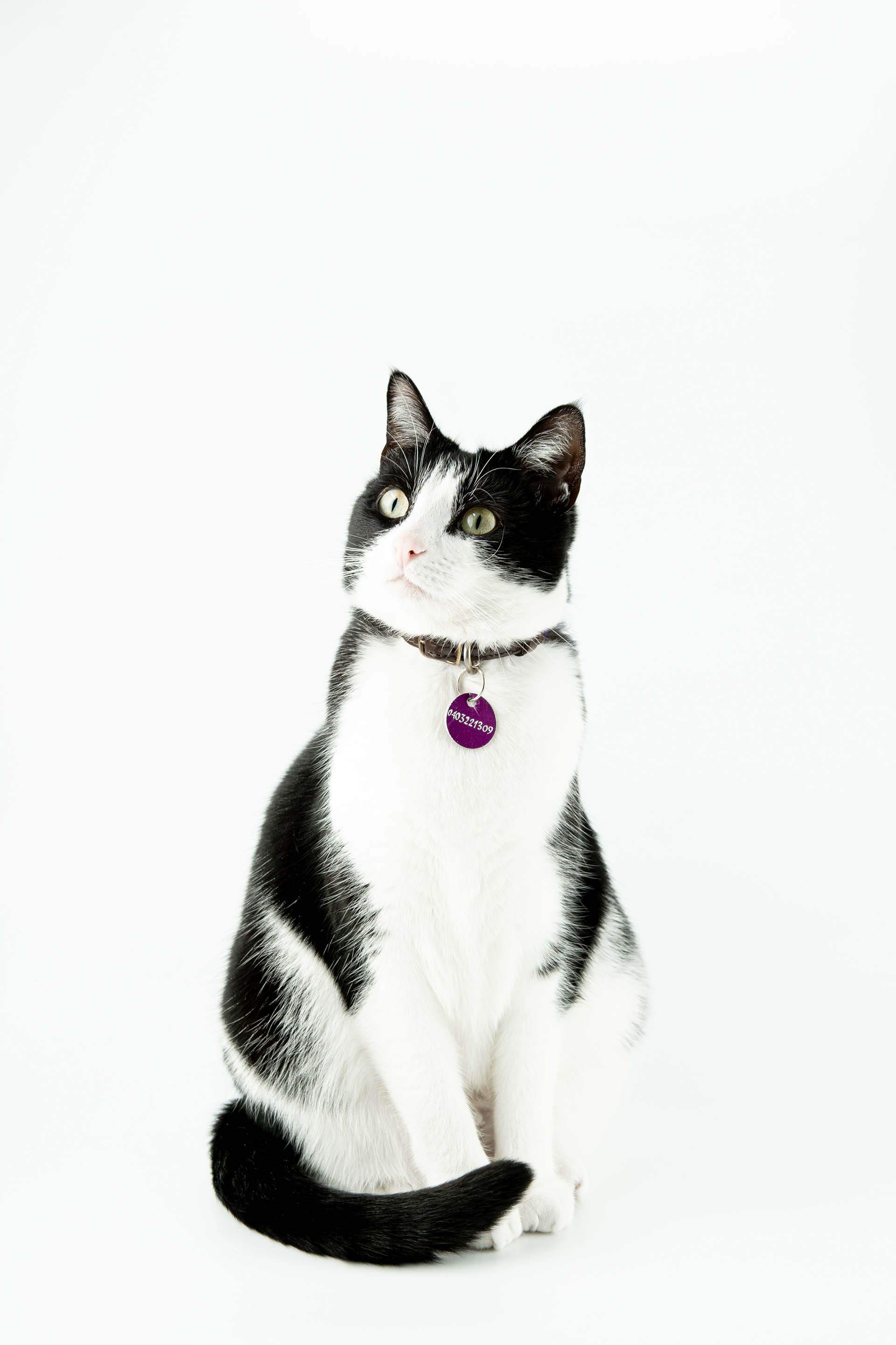 Small black-and-white dog sitting against a white background
