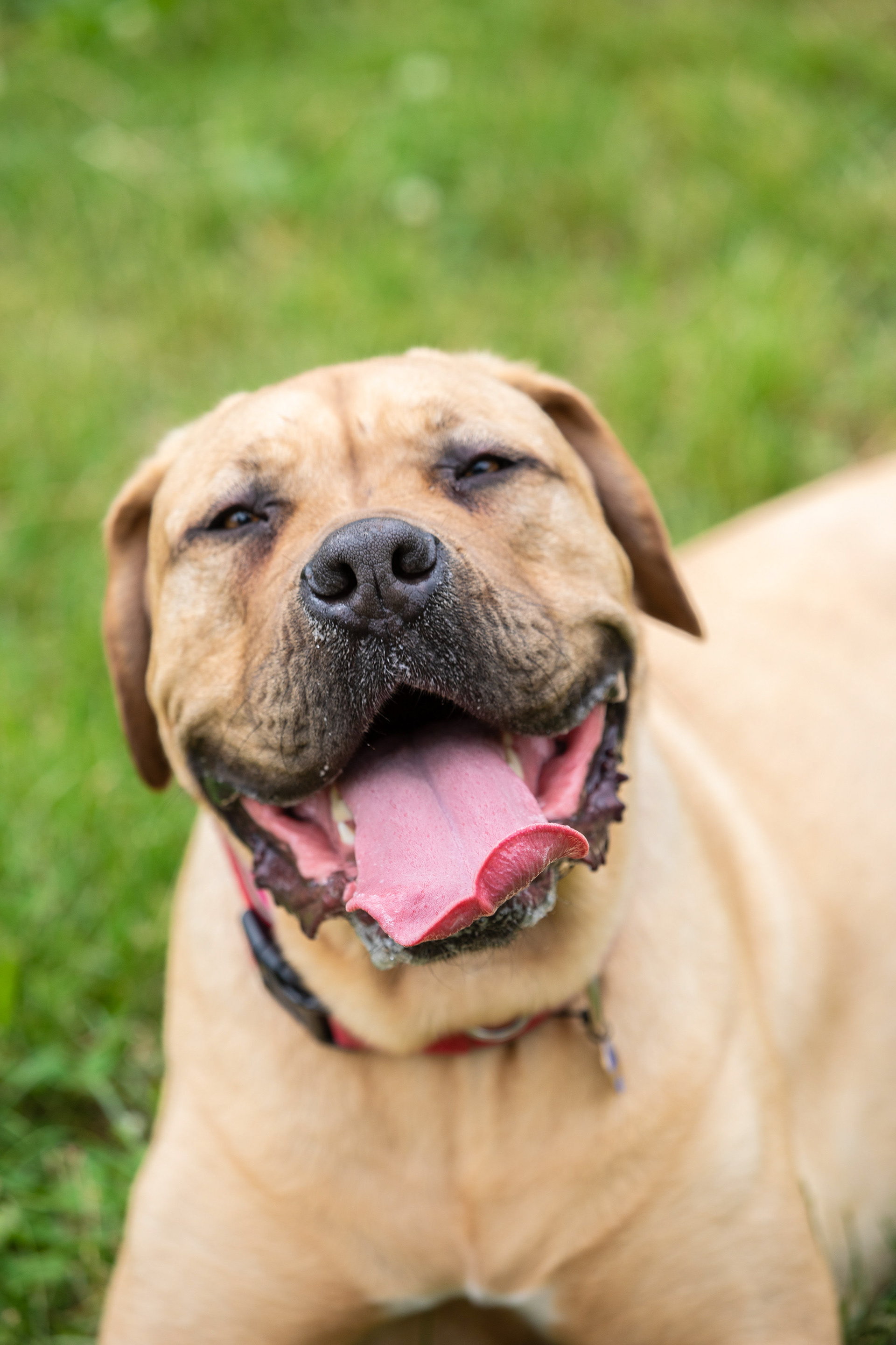 Close-up portrait of a golden dog outdoors