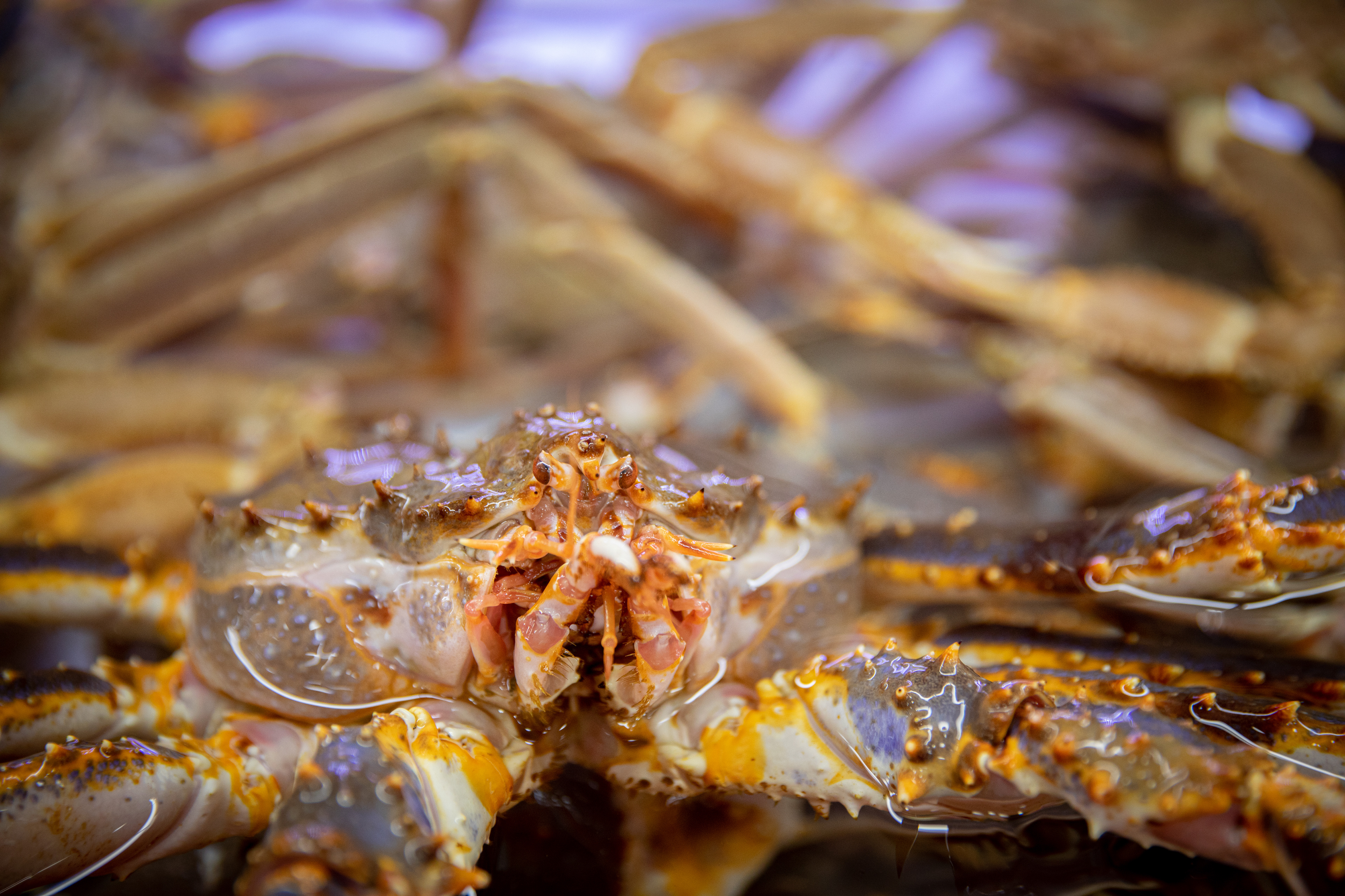 Close-up of crabs displayed at a seafood market