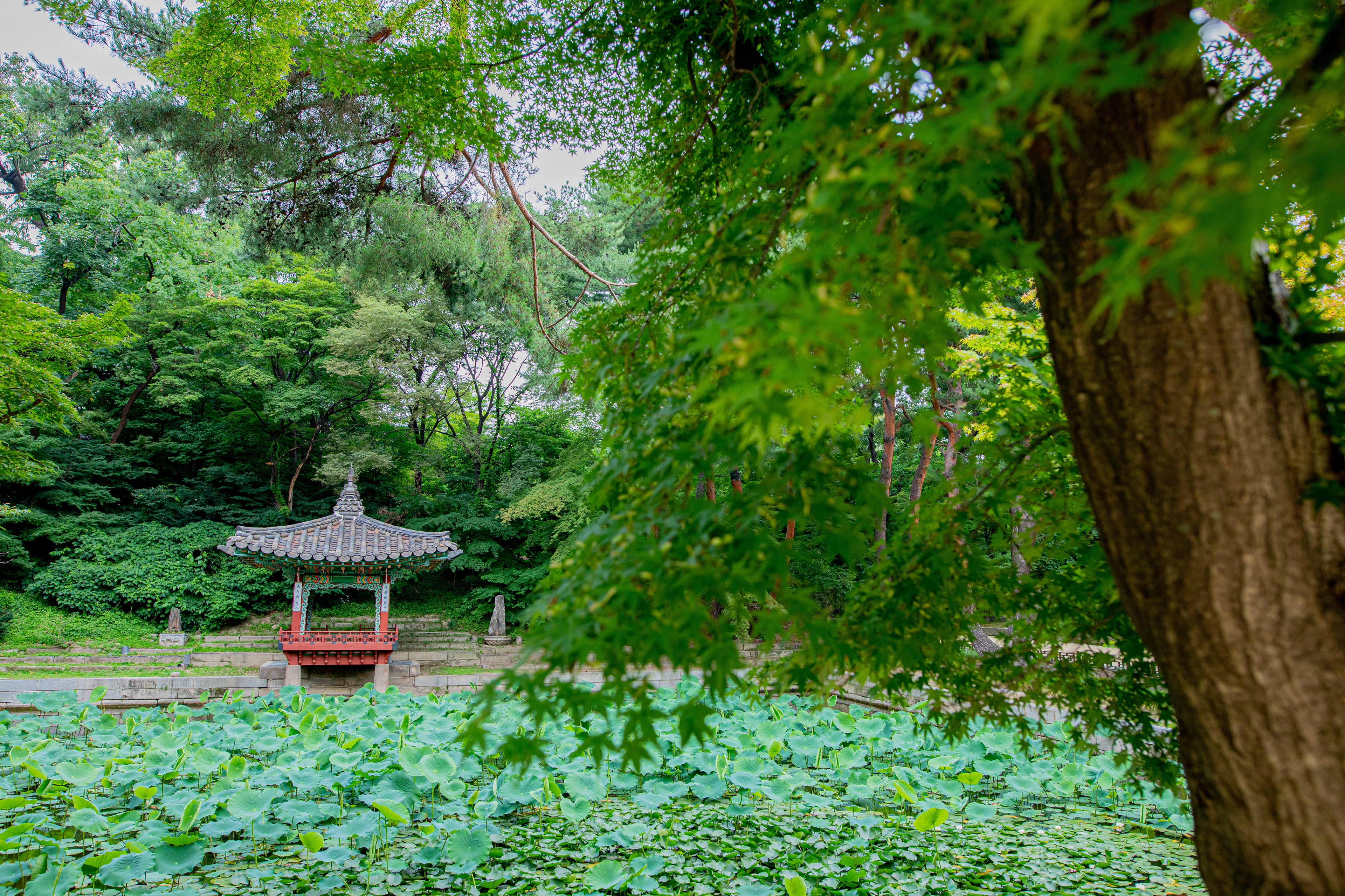 Forest path surrounded by dense green foliage