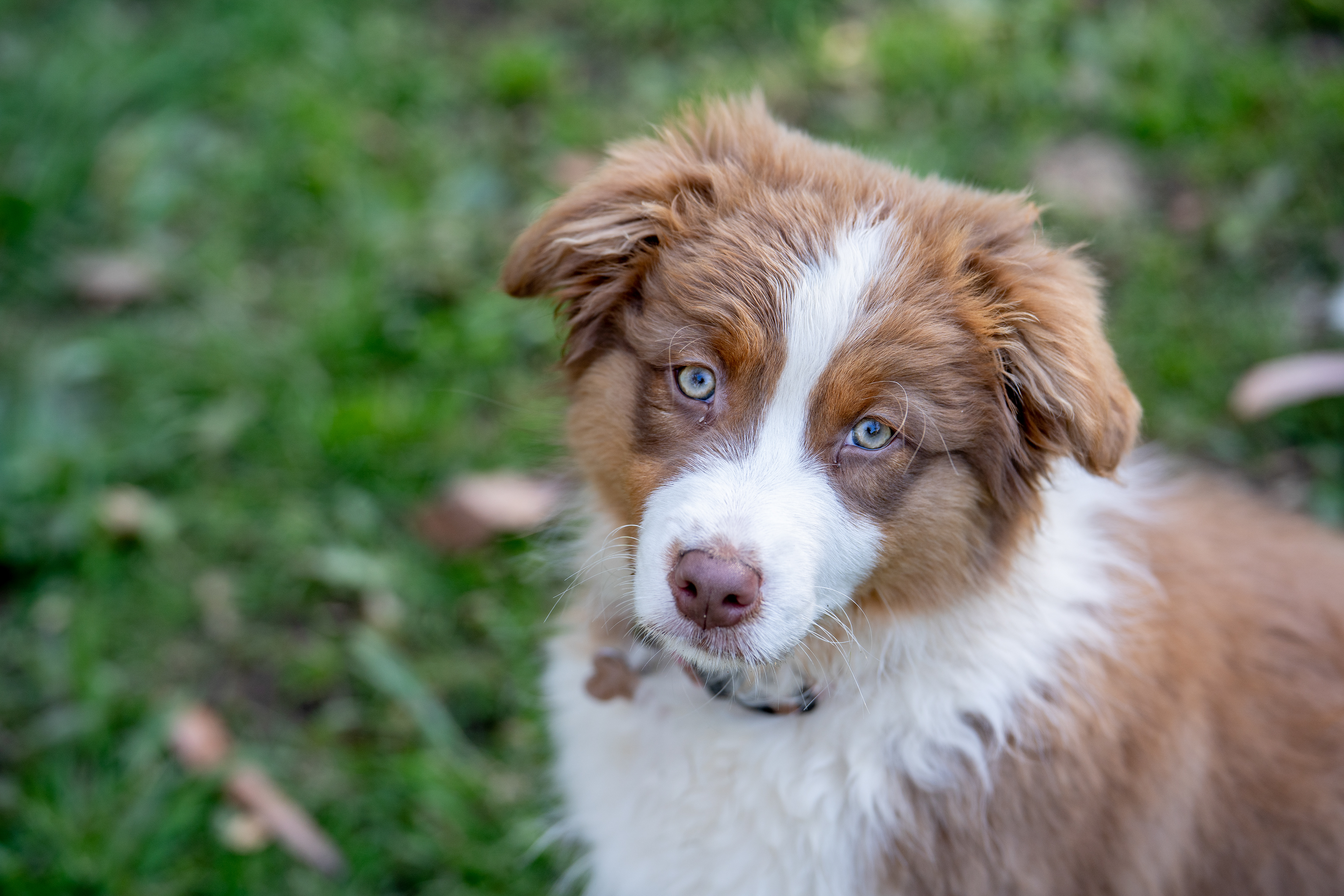 Brown-and-white dog resting among green plants