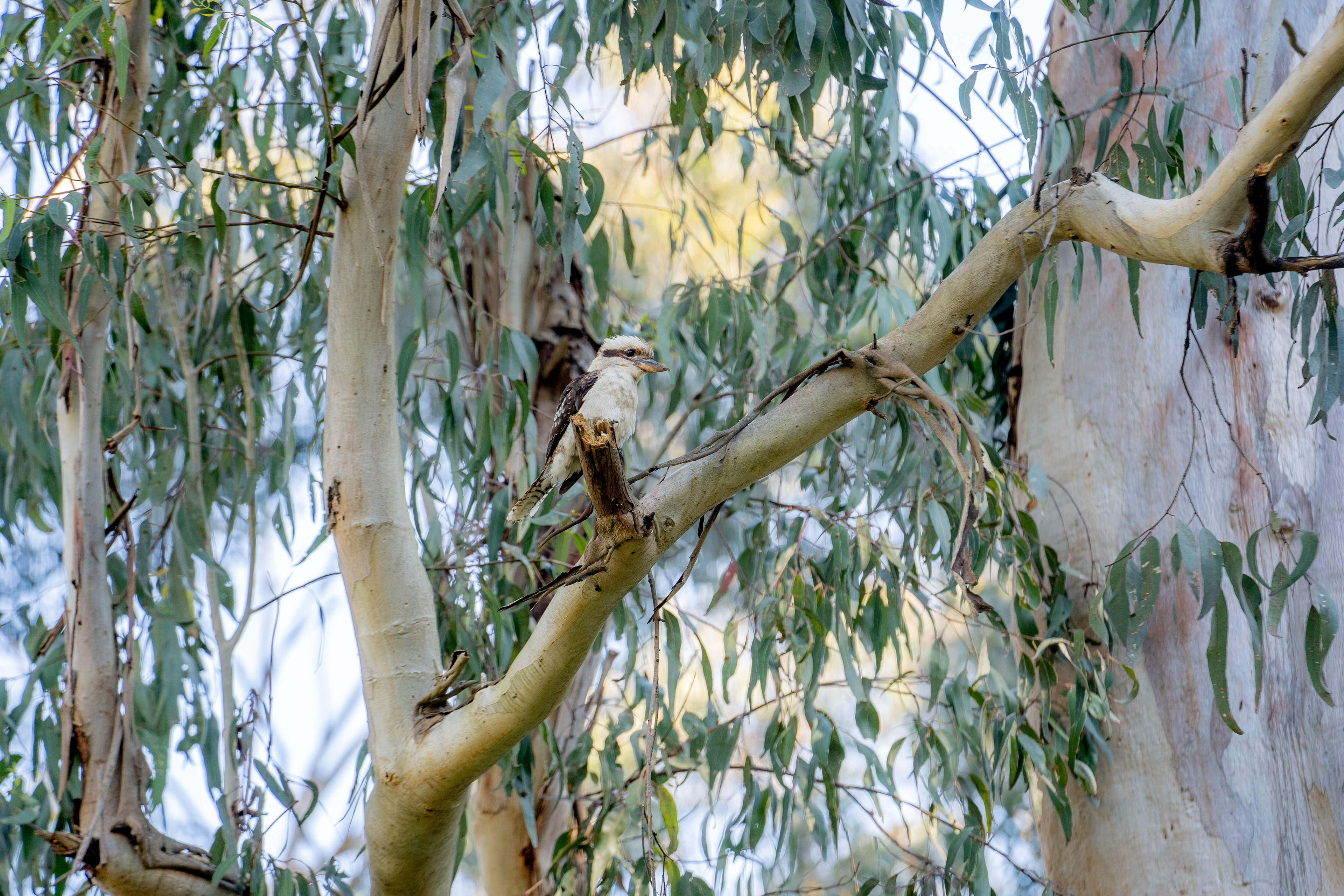 Bird perched on a eucalyptus branch