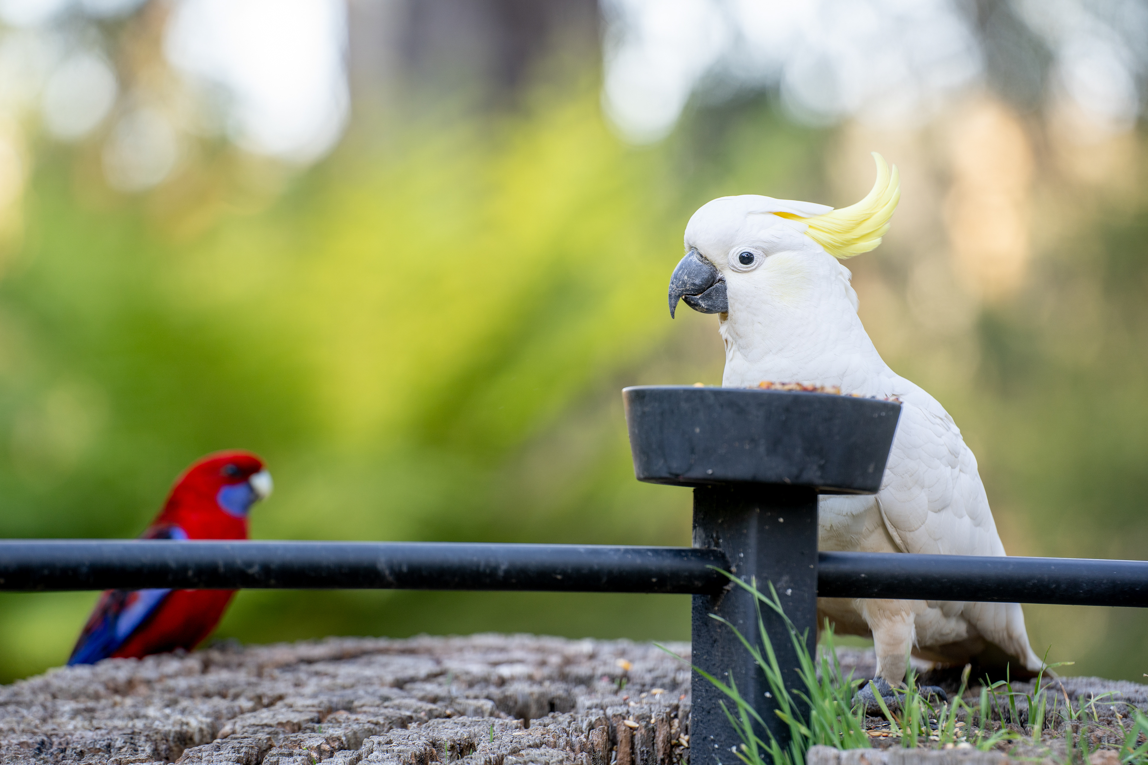 White cockatoo and red parrot beside an outdoor railing