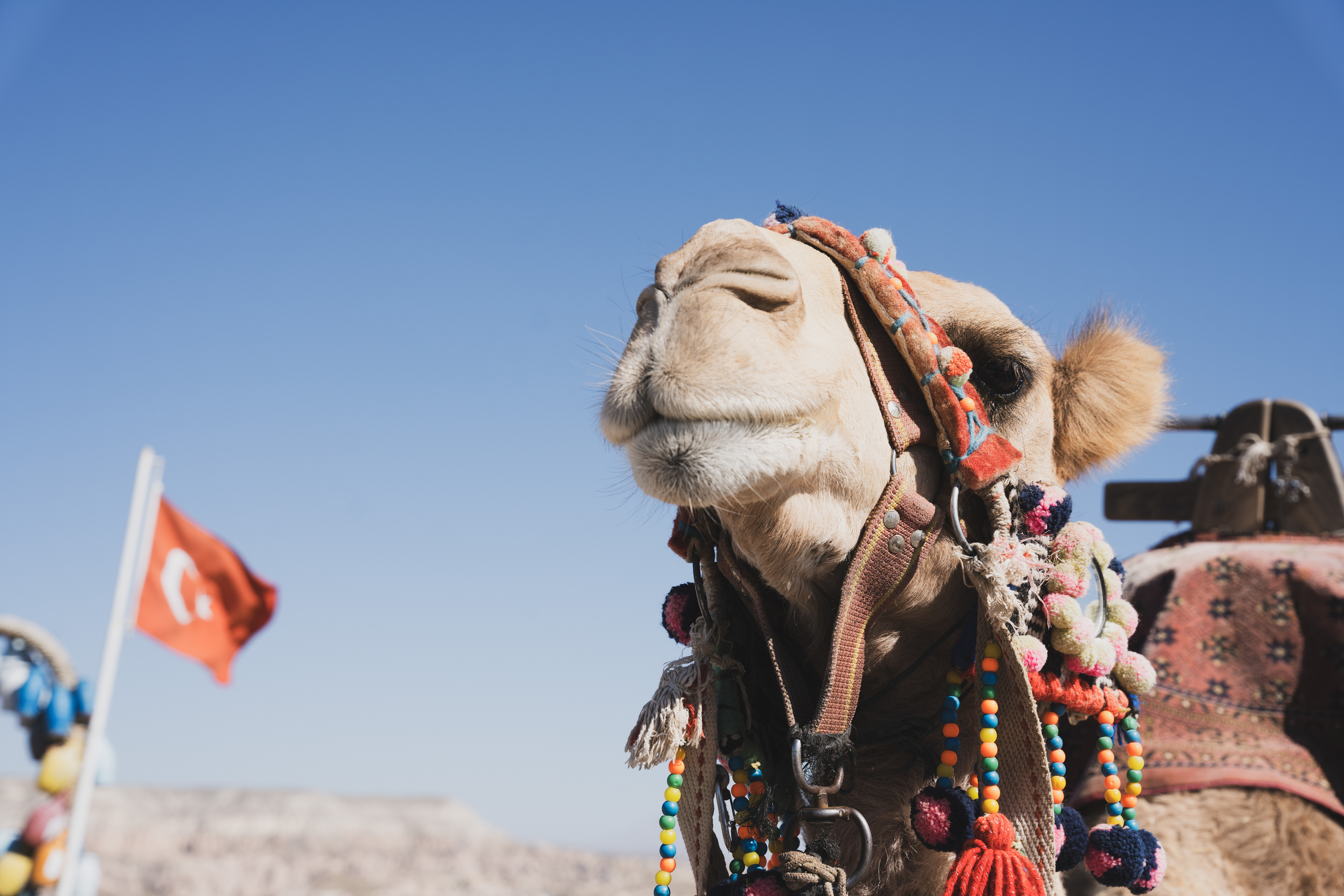 Close-up of a decorated camel beneath a blue sky