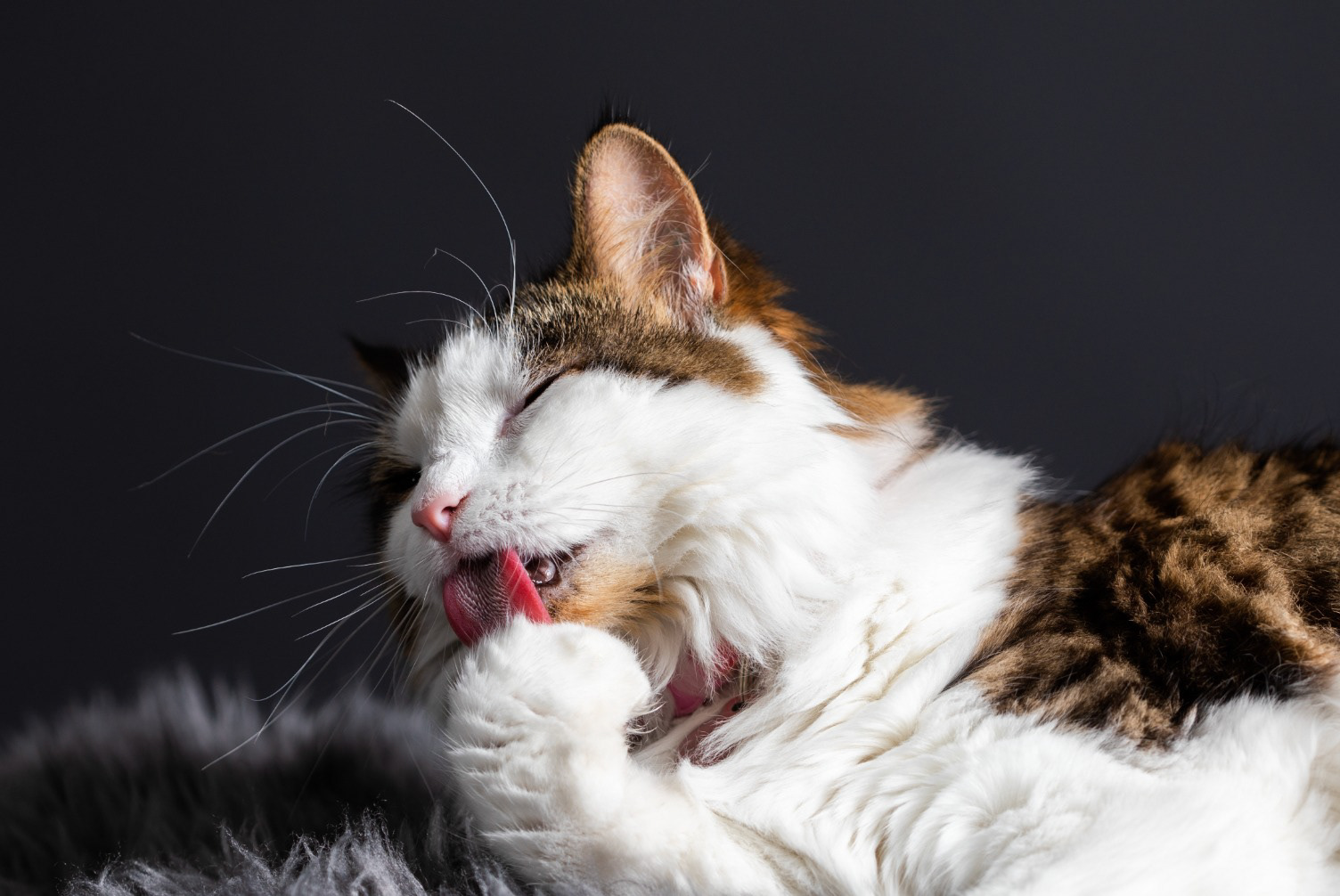 Long-haired cat resting with eyes closed