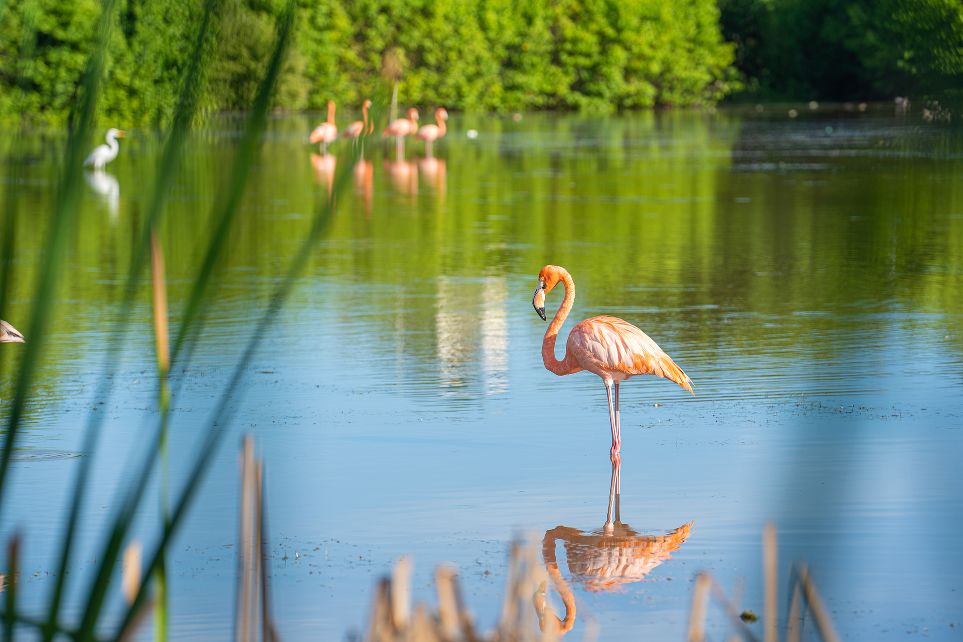 Flamingos reflected in a calm pond