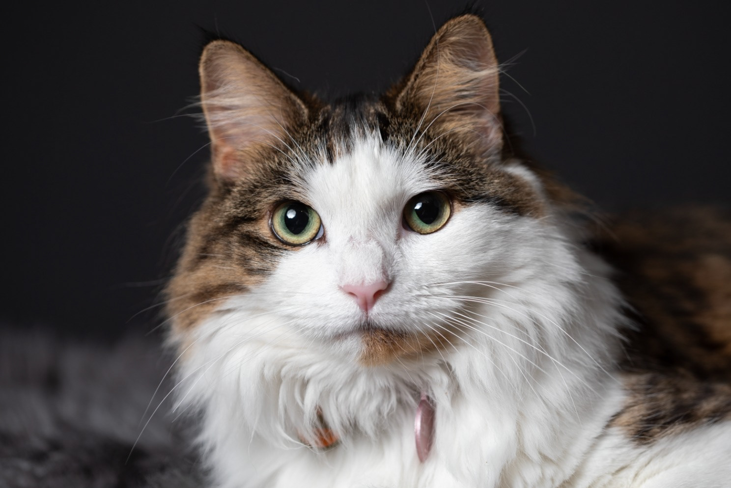 Close-up portrait of a long-haired cat