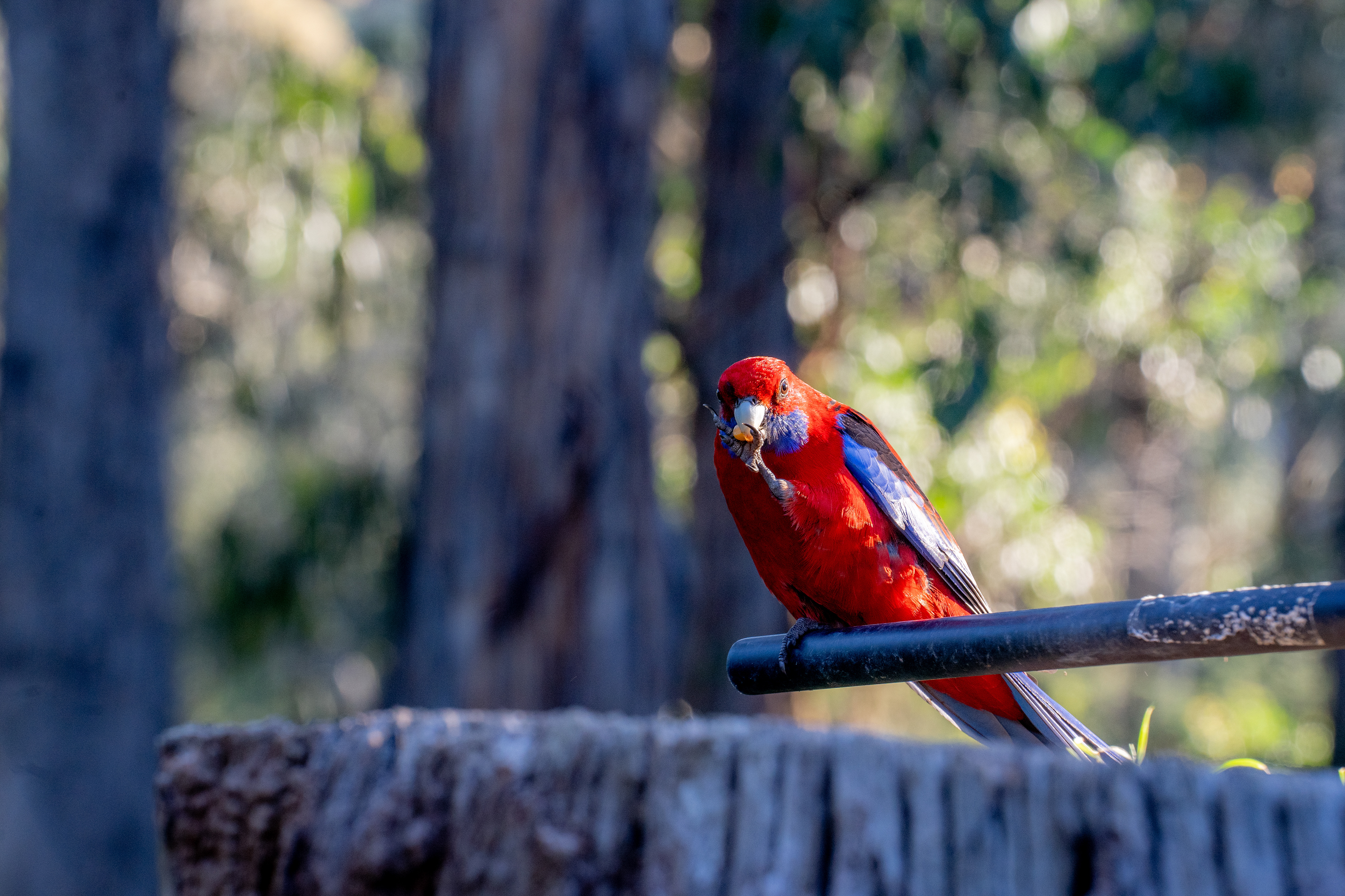 Colourful parrot perched on a wooden rail