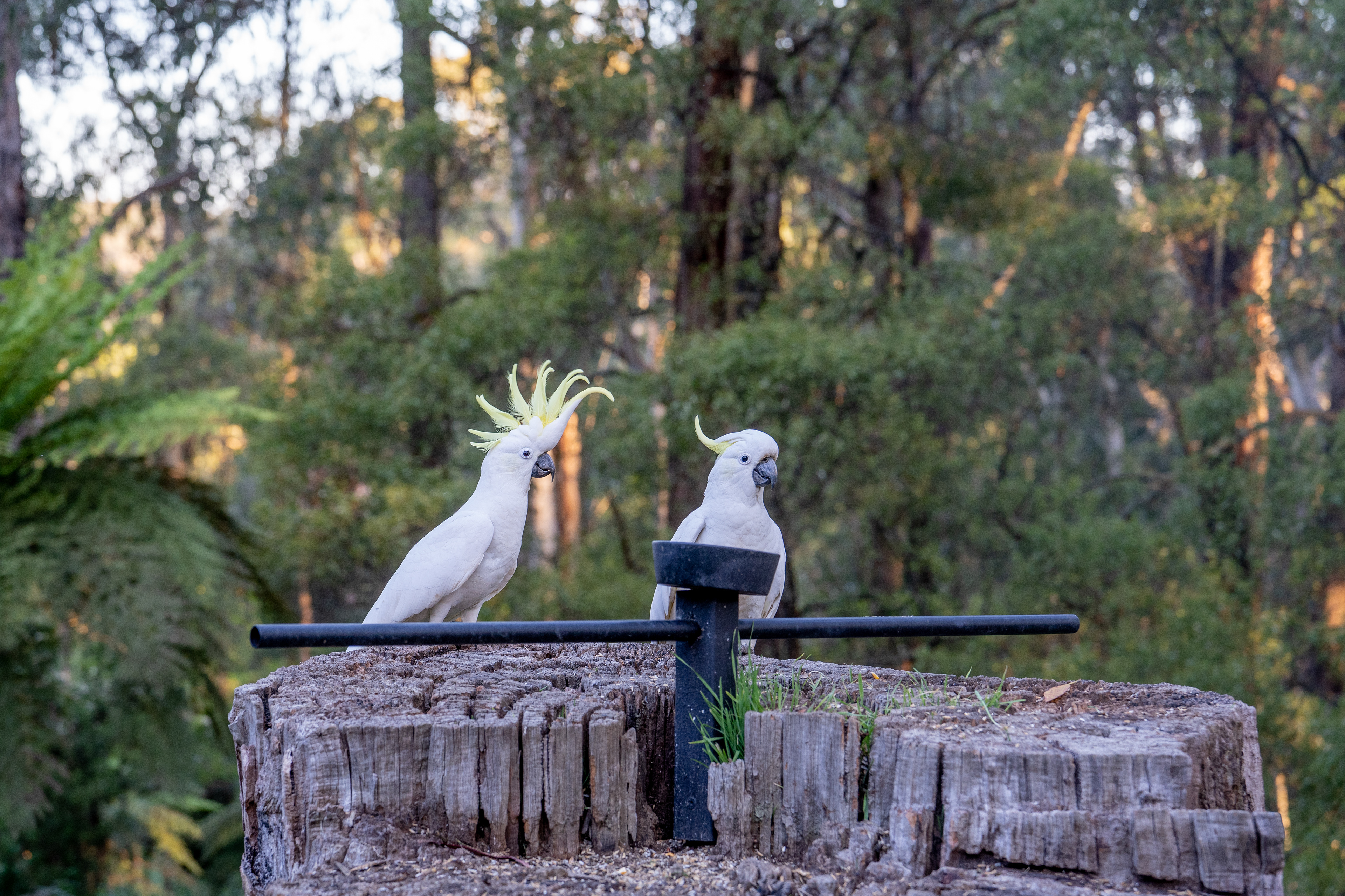 Two cockatoos perched on a tree stump in woodland