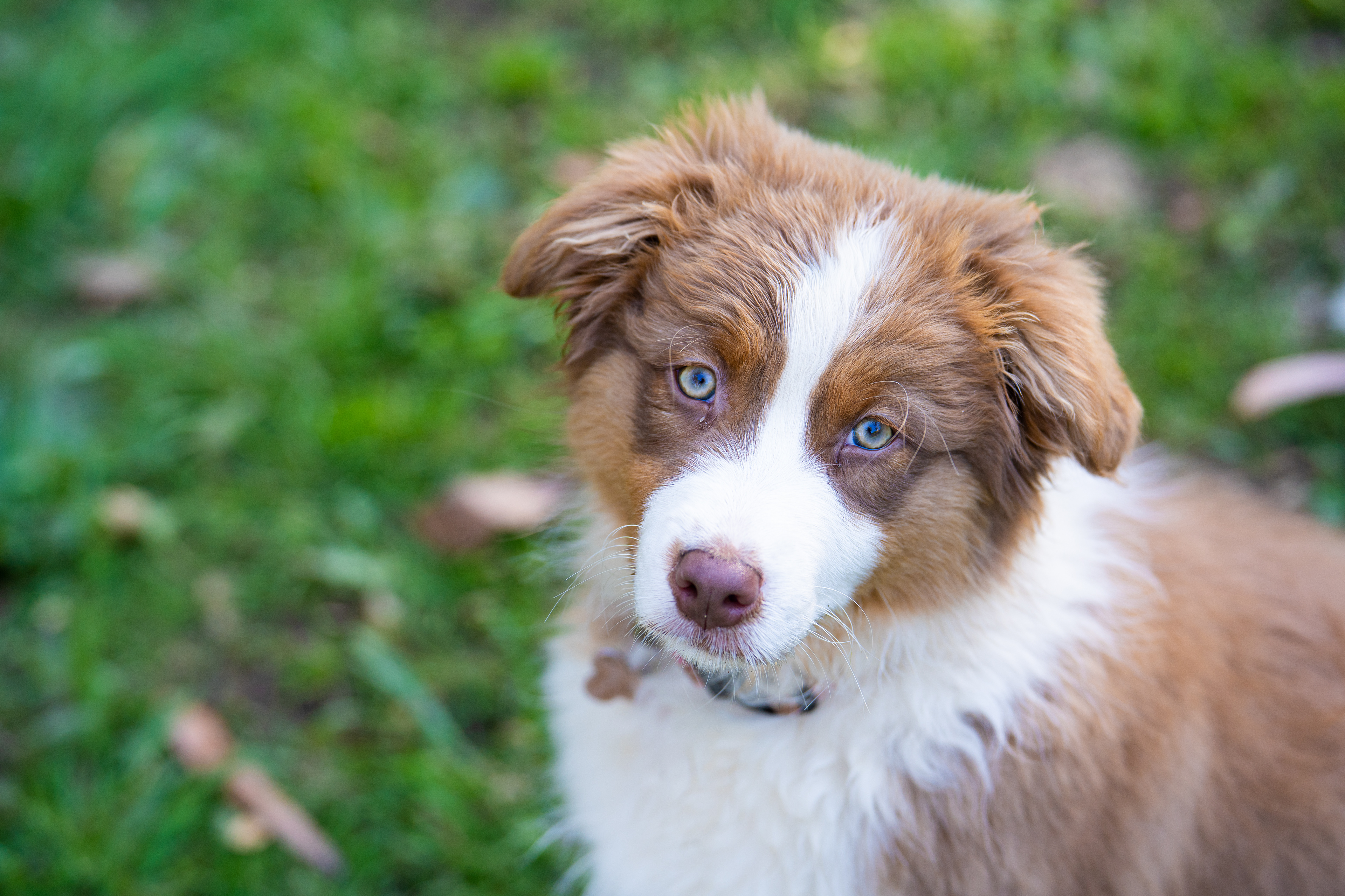Close-up of a dog resting outdoors