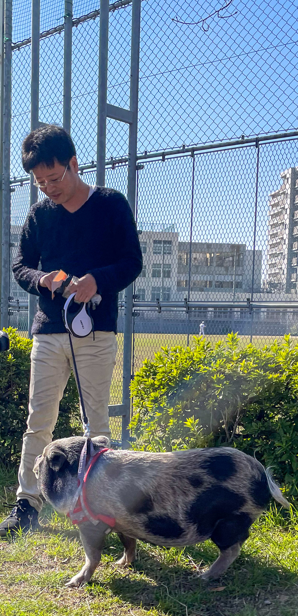 Man Walking his Pig - Osaka