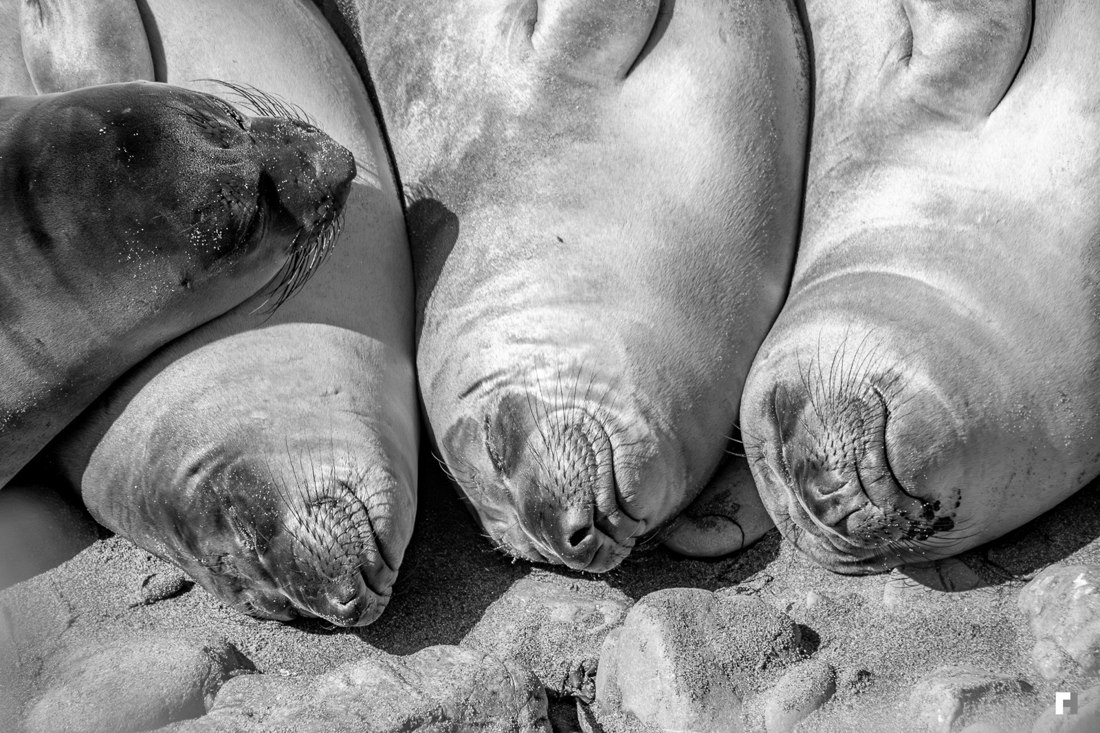 Elephant seal pups, San Simeon, California.
