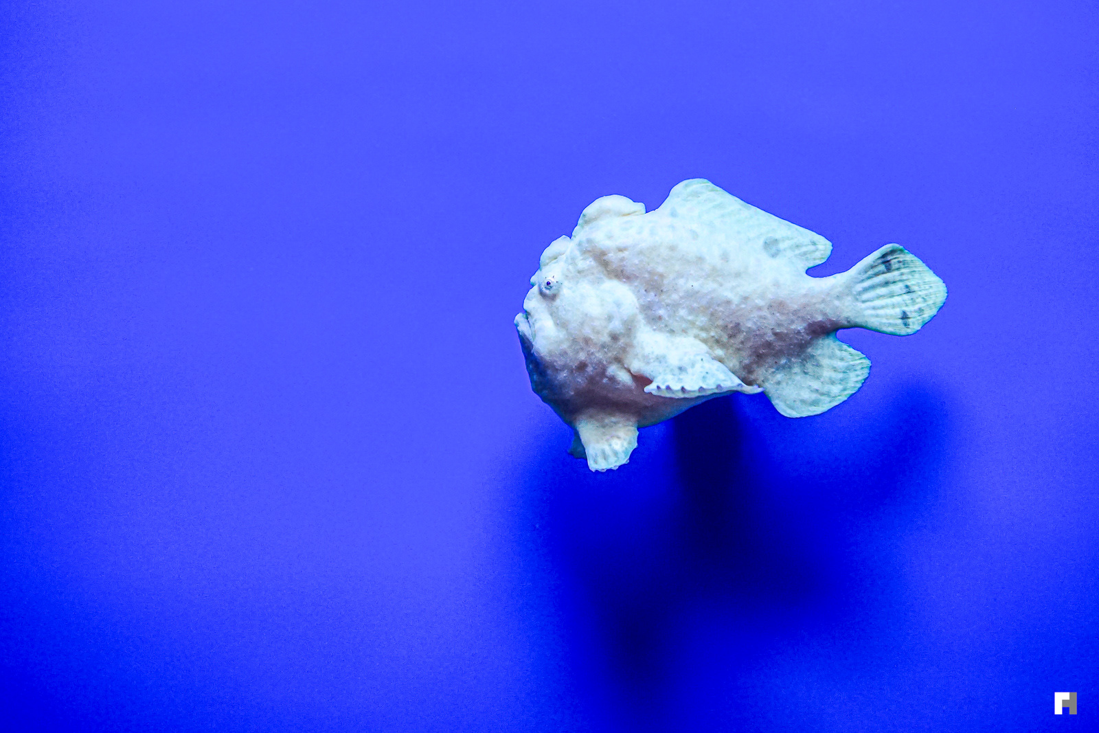 Grumpy fish at Monterey, California.