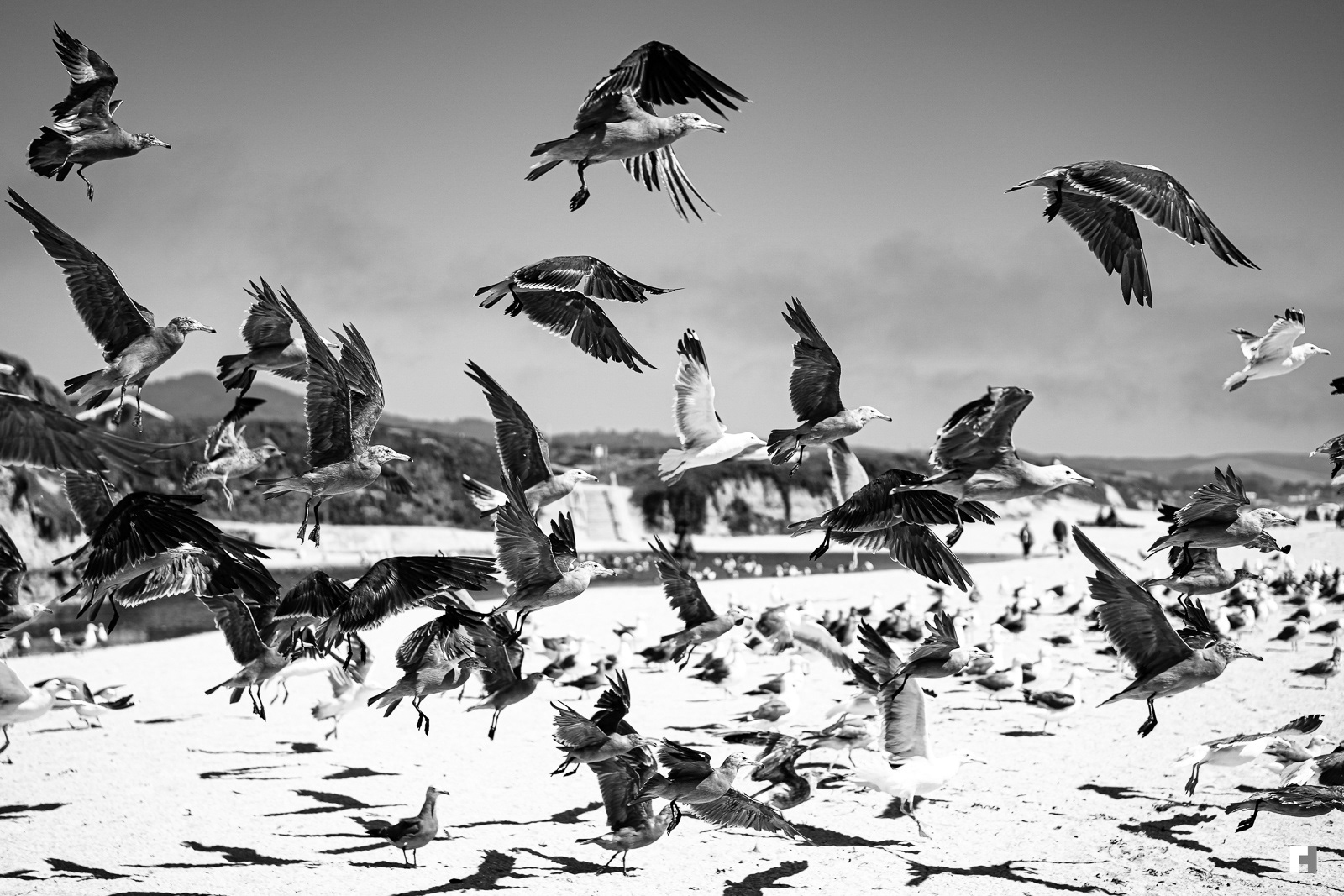 Seagulls, San Gregorio beach, California.
