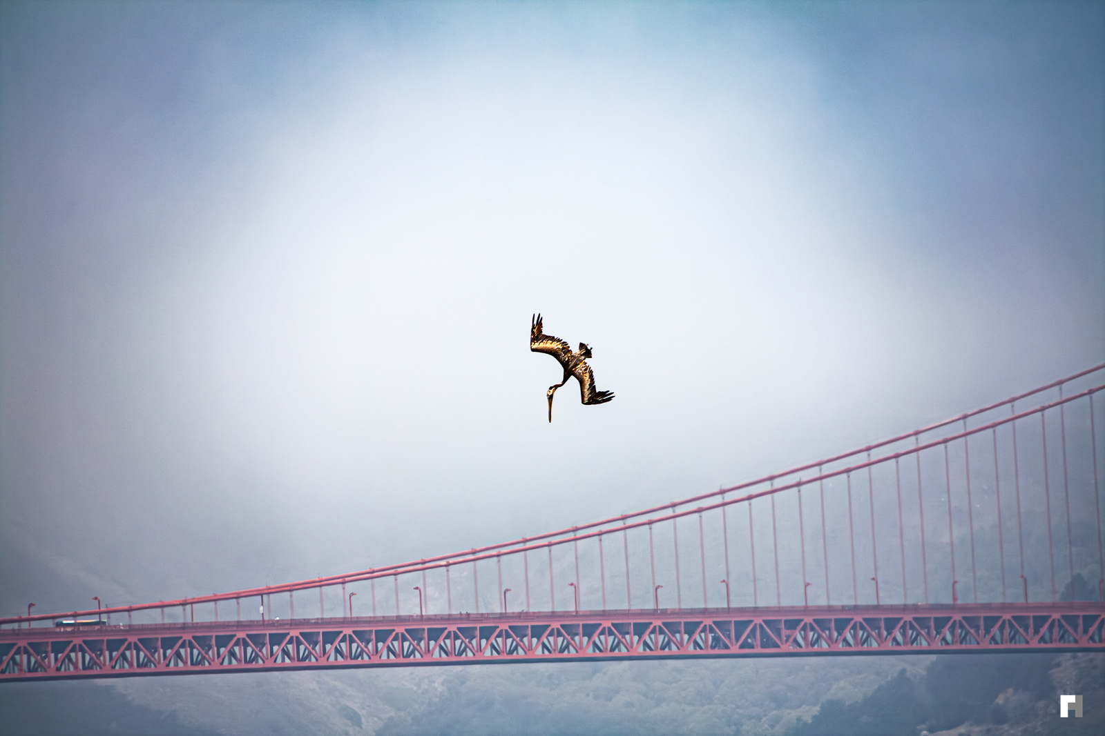 Golden pelican, Golden Gate bridge, California.